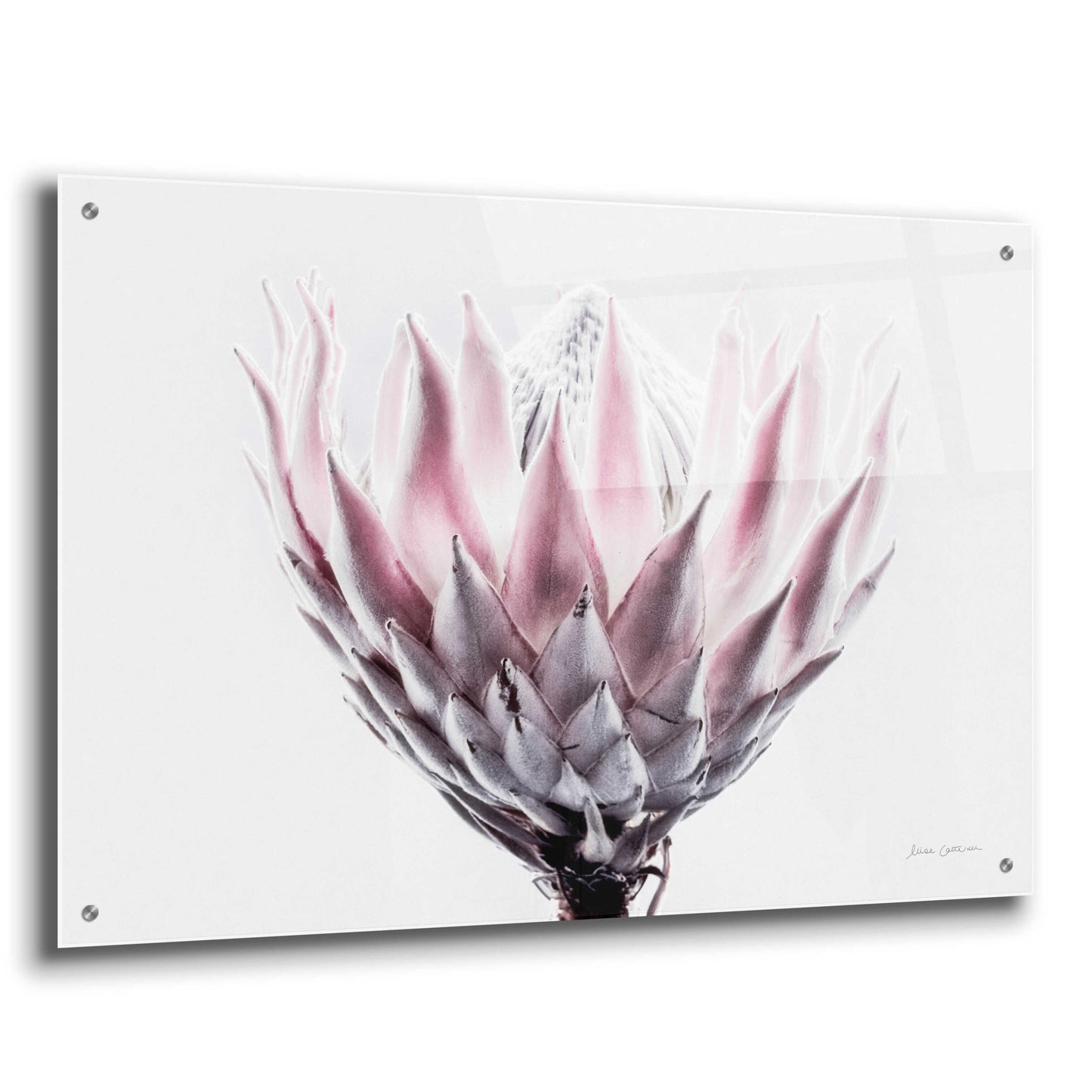 Epic Art 'Pale Protea Detail II' by Elise Catterall, Acrylic Glass Wall Art,36x24