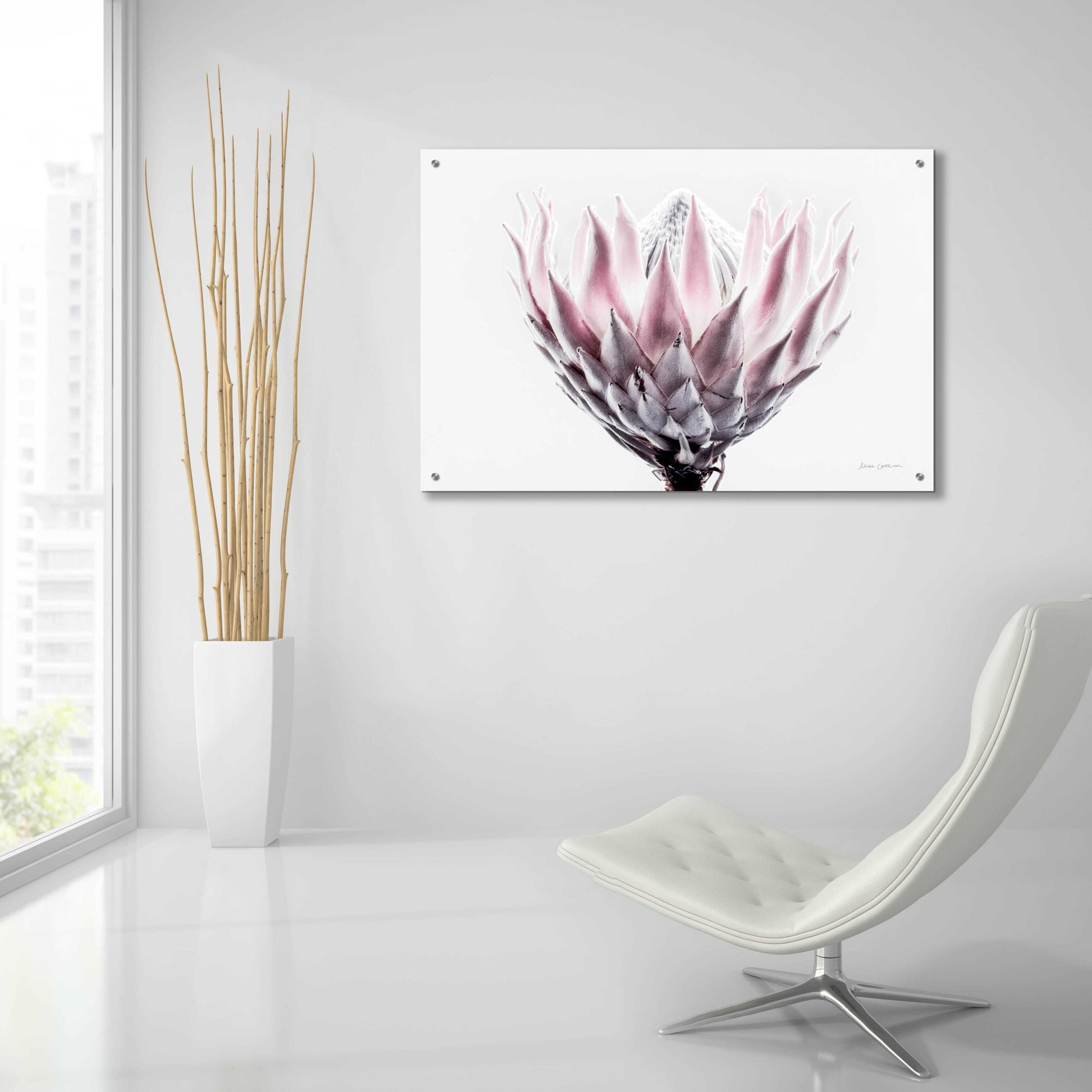 Epic Art 'Pale Protea Detail II' by Elise Catterall, Acrylic Glass Wall Art,36x24