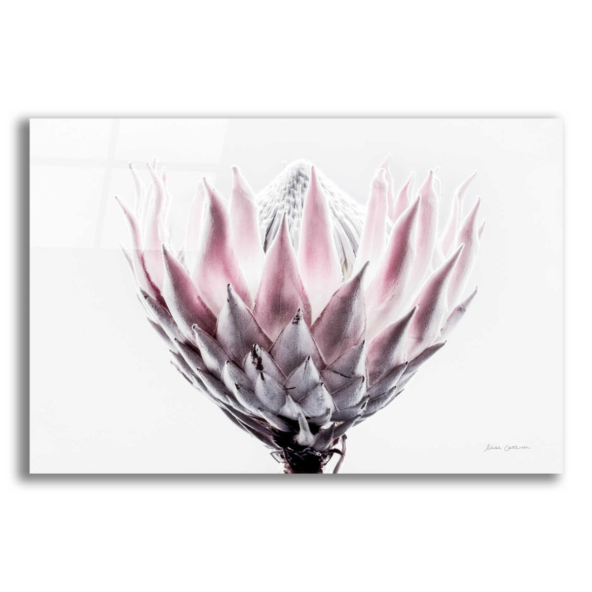Epic Art 'Pale Protea Detail II' by Elise Catterall, Acrylic Glass Wall Art