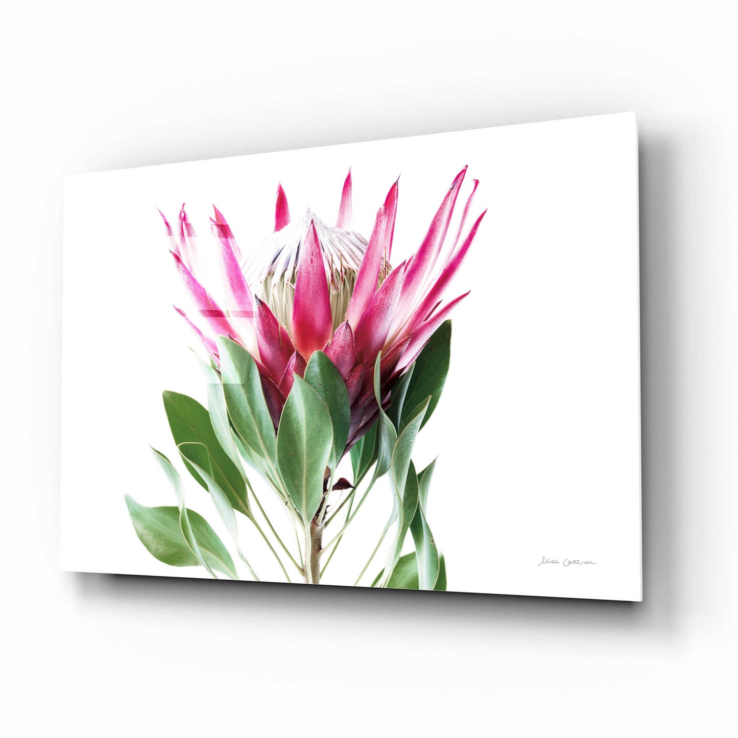 Epic Art 'Bold Protea I' by Elise Catterall, Acrylic Glass Wall Art,16x12