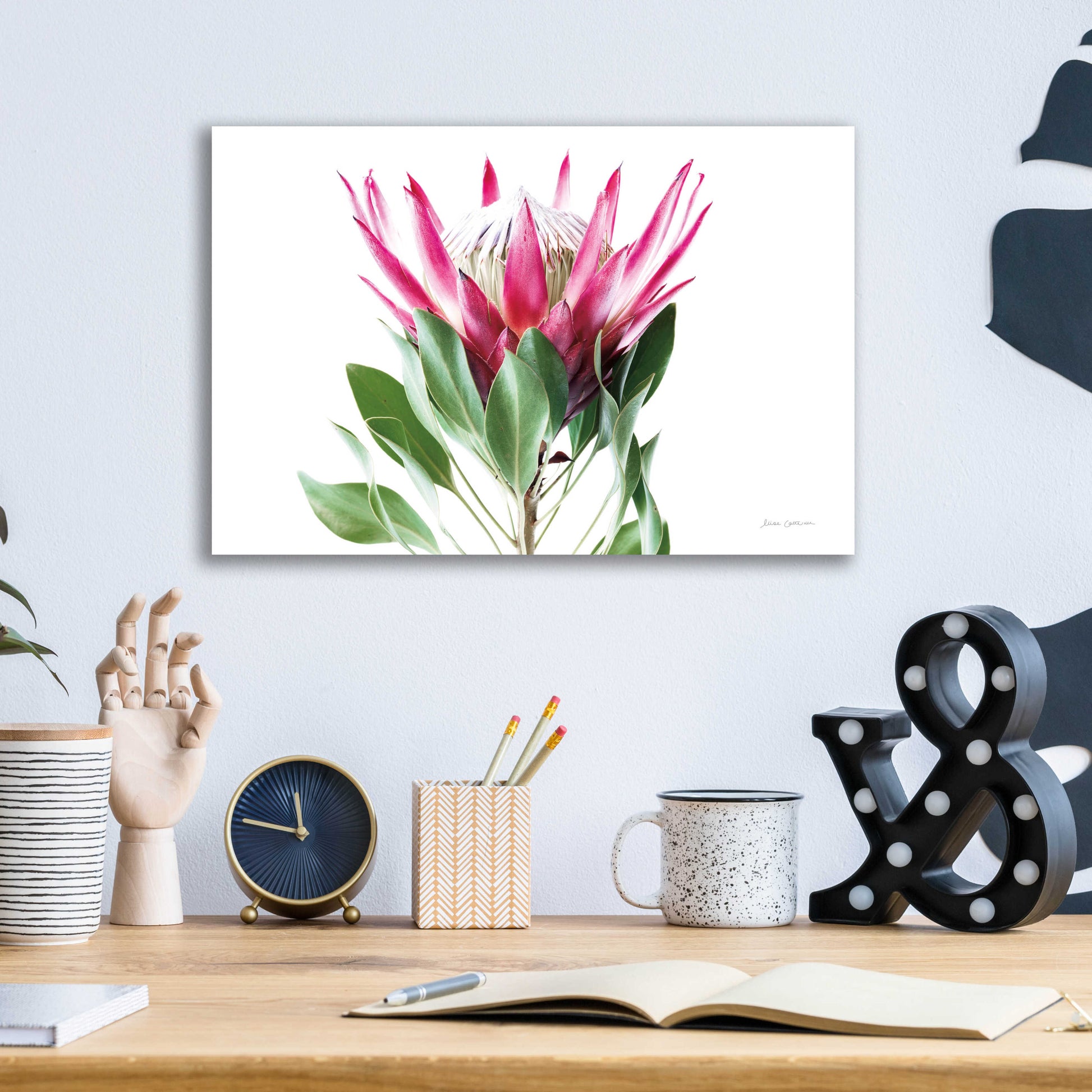 Epic Art 'Bold Protea I' by Elise Catterall, Acrylic Glass Wall Art,16x12