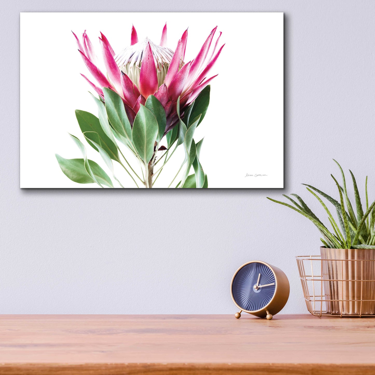 Epic Art 'Bold Protea I' by Elise Catterall, Acrylic Glass Wall Art,16x12