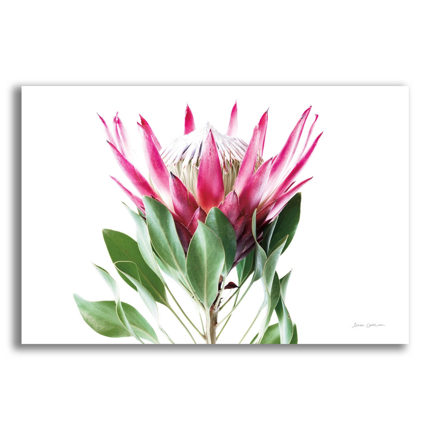 Epic Art 'Bold Protea I' by Elise Catterall, Acrylic Glass Wall Art,16x12