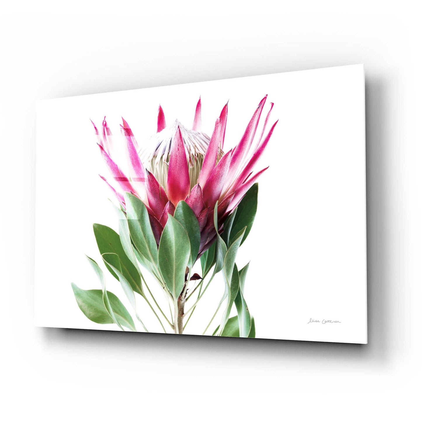 Epic Art 'Bold Protea I' by Elise Catterall, Acrylic Glass Wall Art,24x16