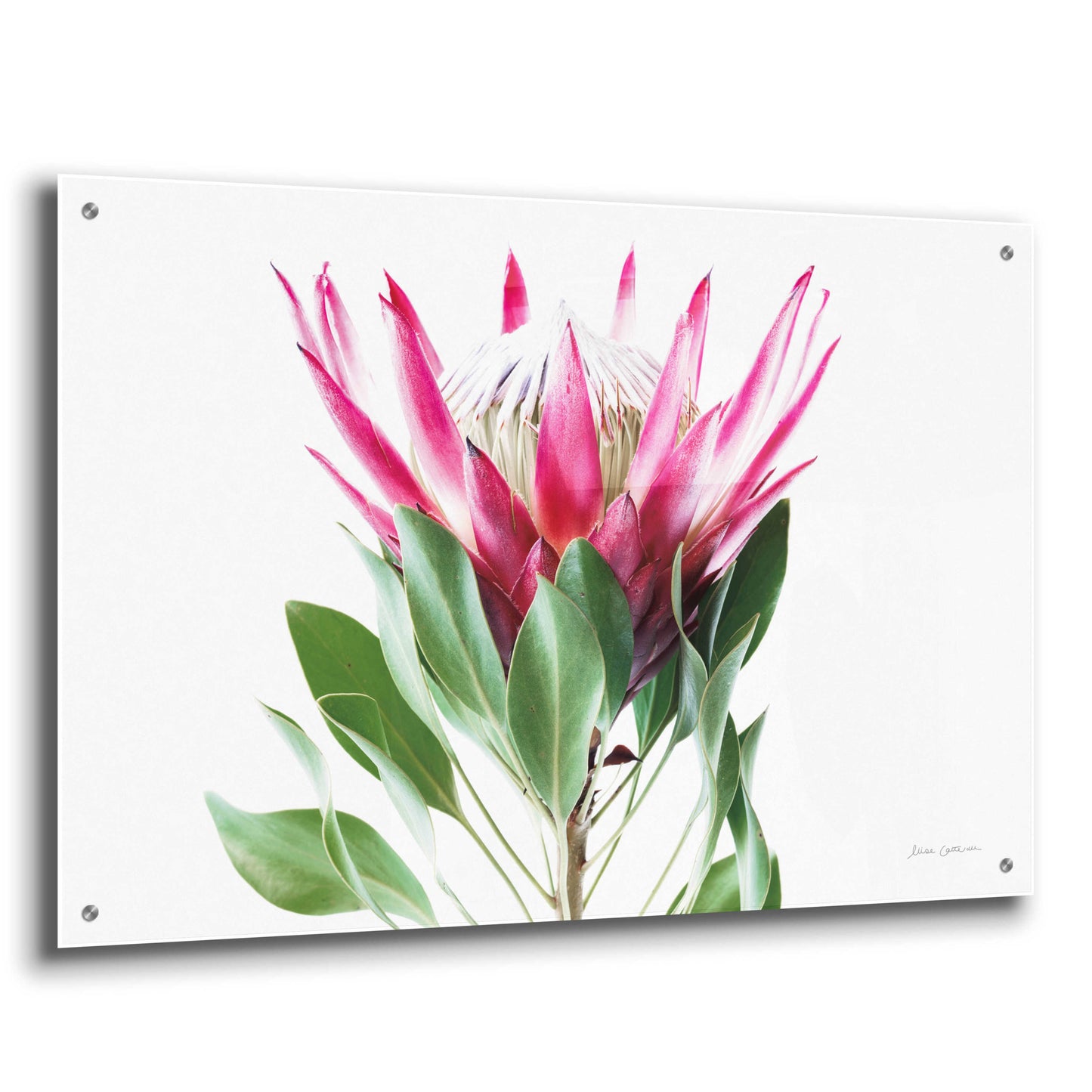 Epic Art 'Bold Protea I' by Elise Catterall, Acrylic Glass Wall Art,36x24