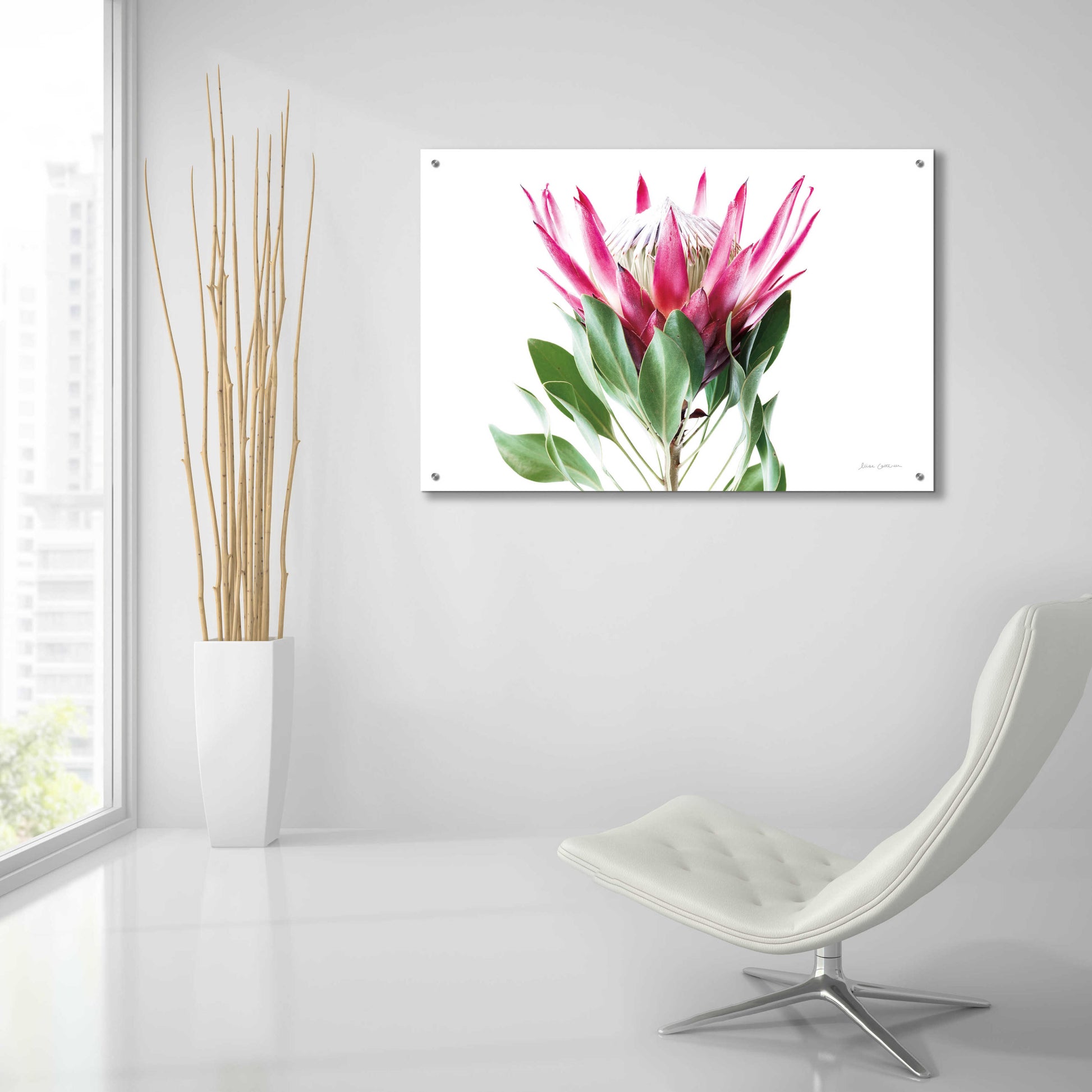 Epic Art 'Bold Protea I' by Elise Catterall, Acrylic Glass Wall Art,36x24