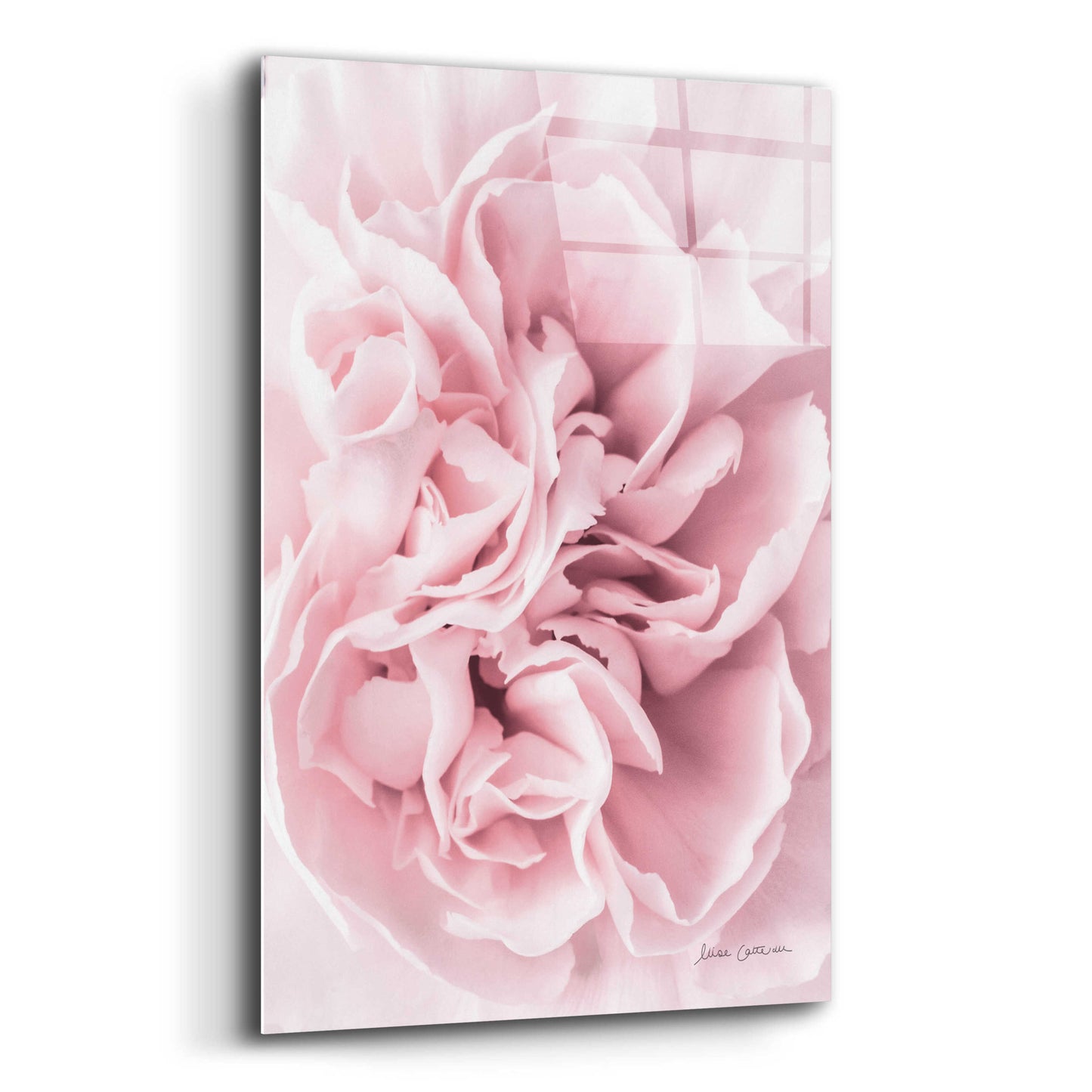 Epic Art 'Pink Carnation Crop' by Elise Catterall, Acrylic Glass Wall Art,12x16