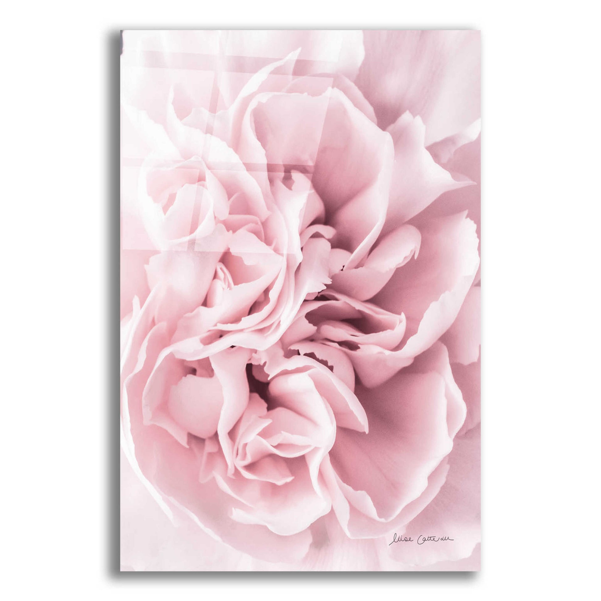 Epic Art 'Pink Carnation Crop' by Elise Catterall, Acrylic Glass Wall Art,12x16