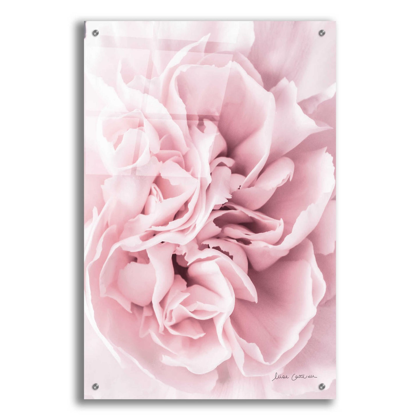 Epic Art 'Pink Carnation Crop' by Elise Catterall, Acrylic Glass Wall Art,24x36