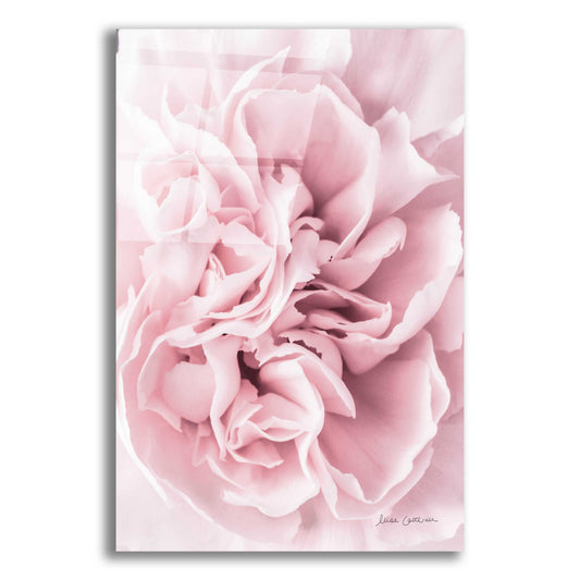 Epic Art 'Pink Carnation Crop' by Elise Catterall, Acrylic Glass Wall Art