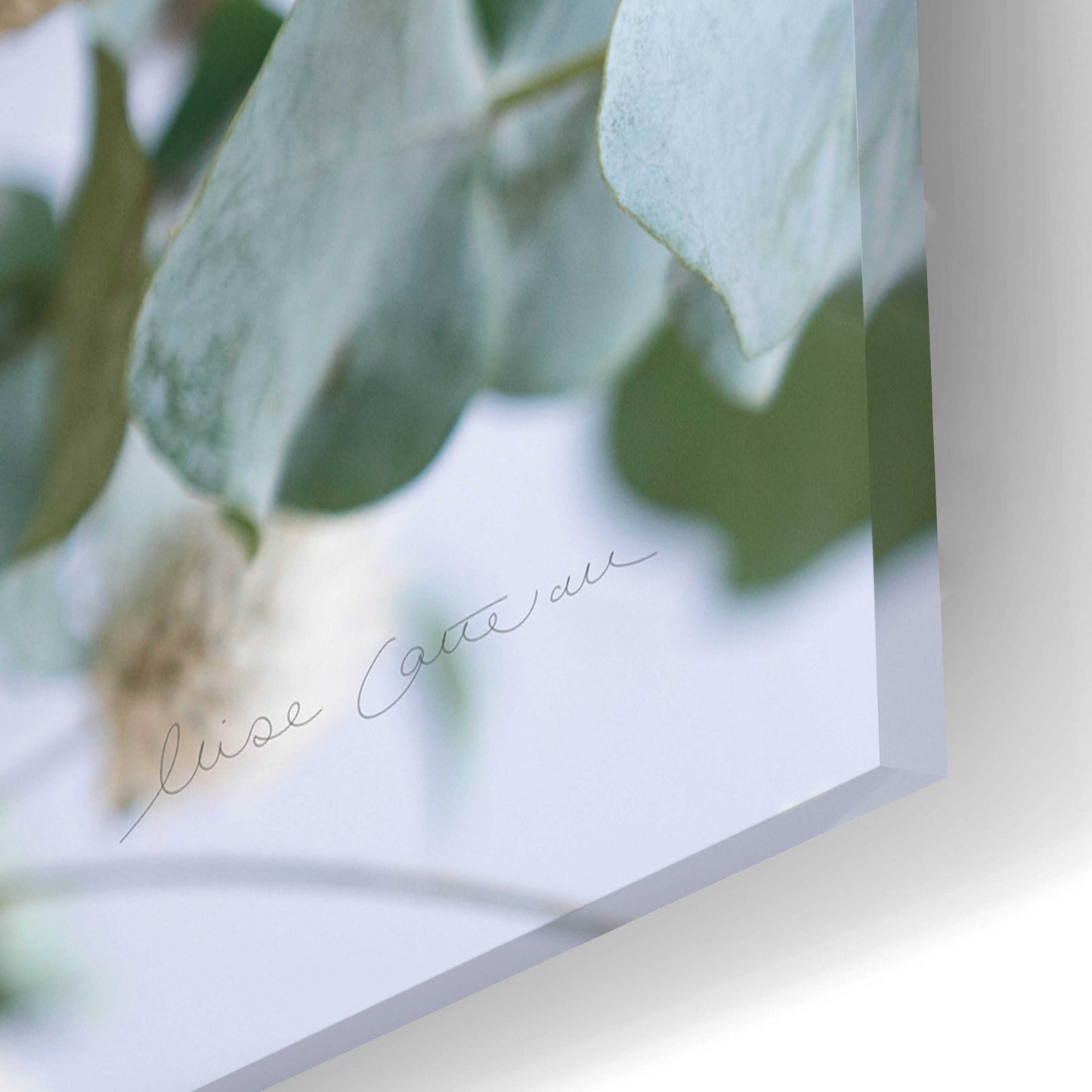 Epic Art 'Eucalyptus Arrangement Detail I' by Elise Catterall, Acrylic Glass Wall Art,24x16