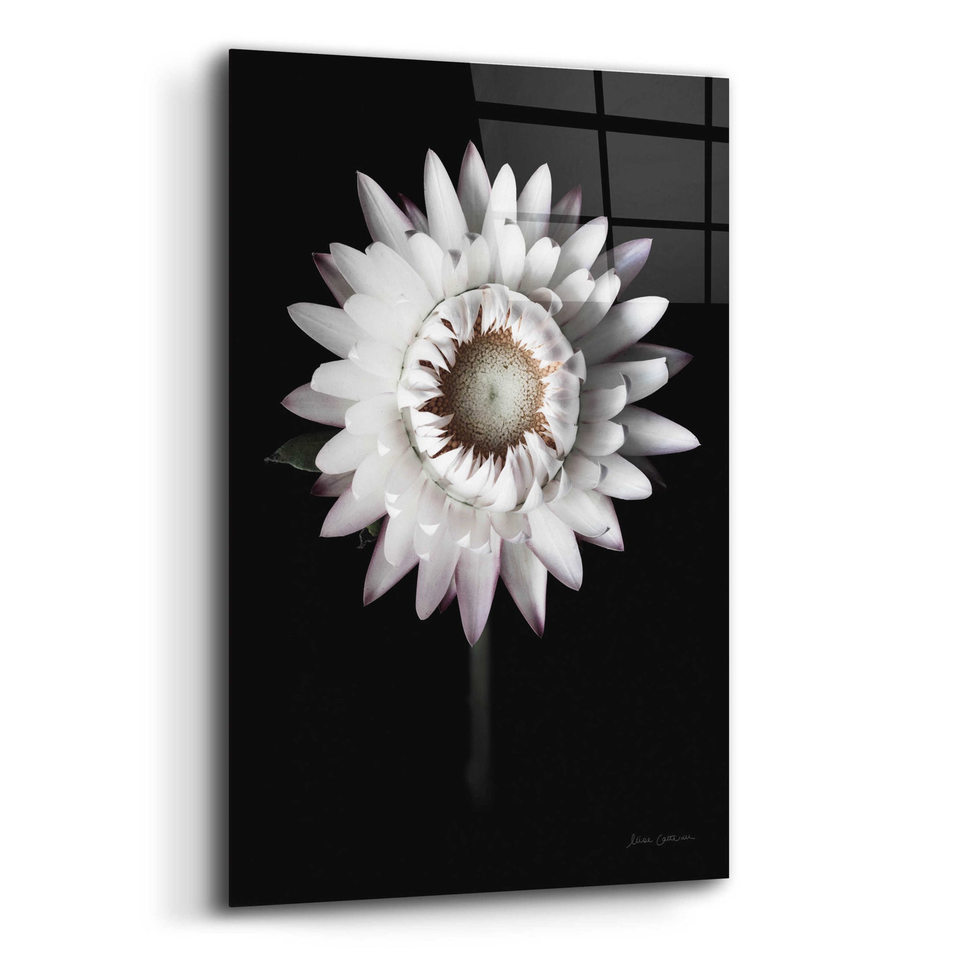 Epic Art 'Dramatic Dahlia' by Elise Catterall, Acrylic Glass Wall Art,12x16