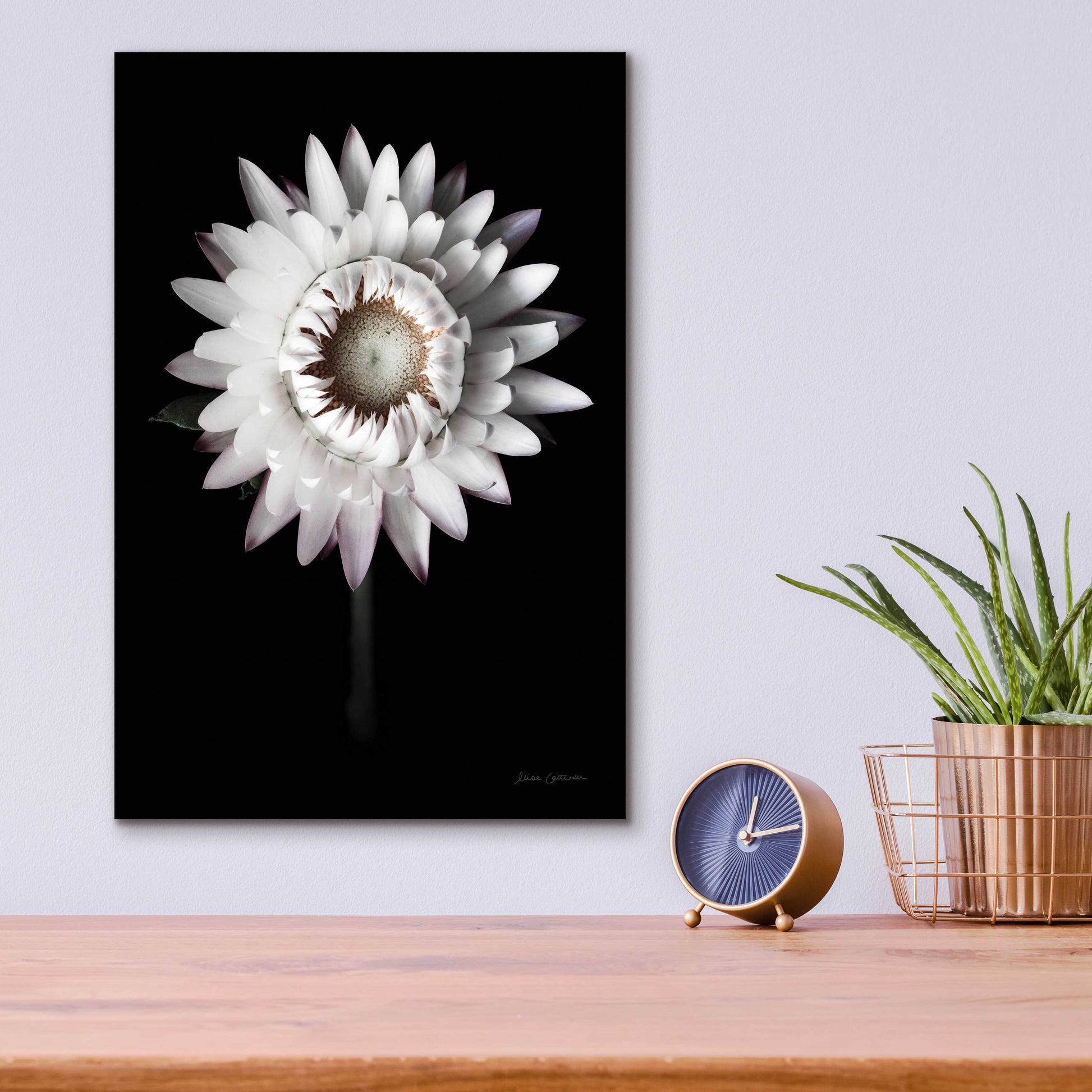 Epic Art 'Dramatic Dahlia' by Elise Catterall, Acrylic Glass Wall Art,12x16