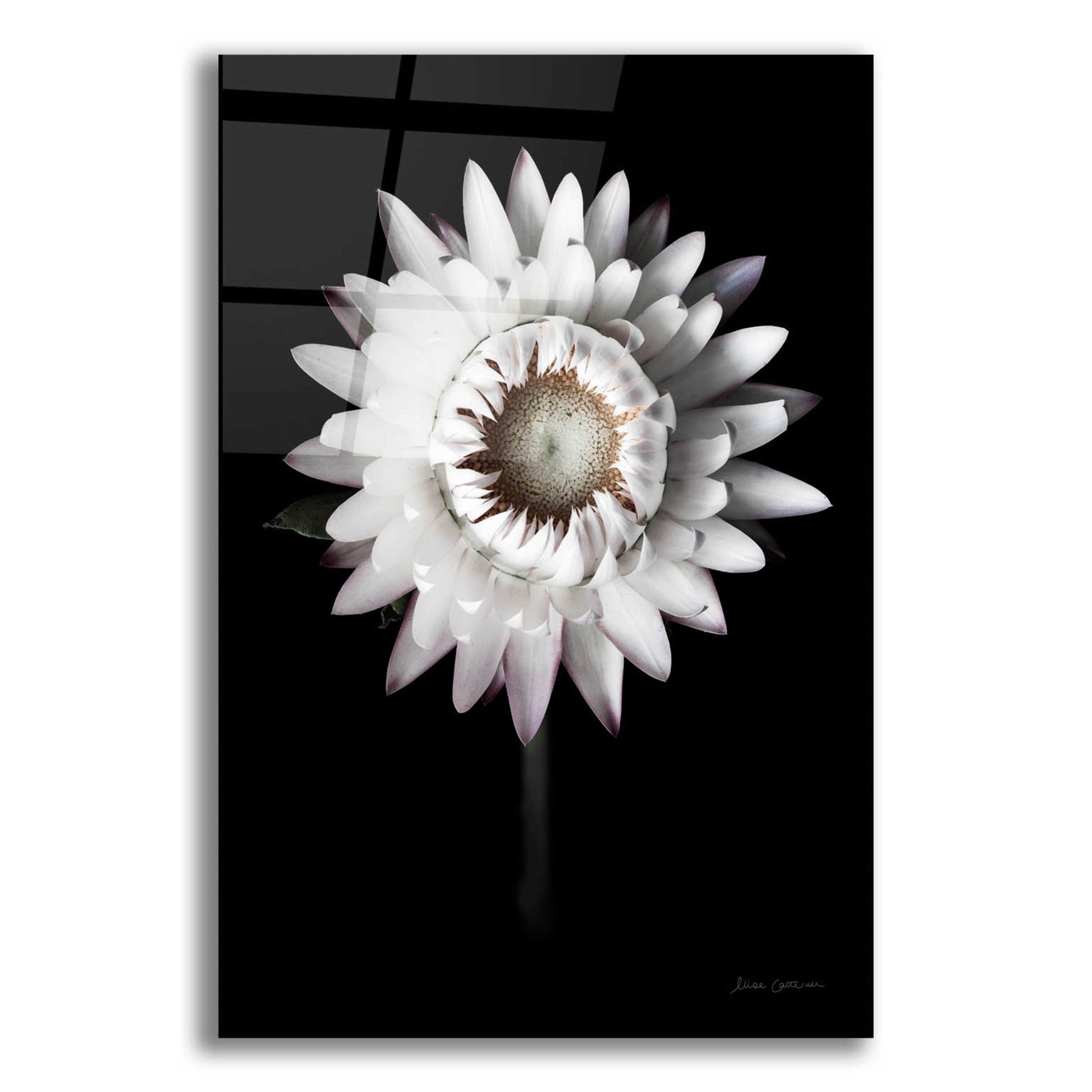 Epic Art 'Dramatic Dahlia' by Elise Catterall, Acrylic Glass Wall Art,12x16