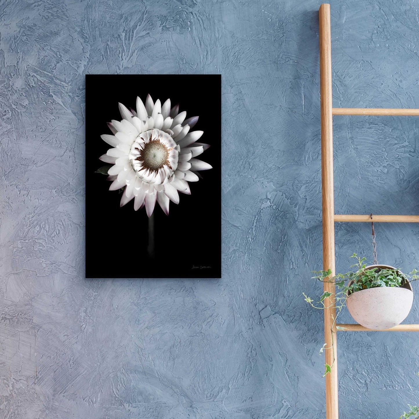 Epic Art 'Dramatic Dahlia' by Elise Catterall, Acrylic Glass Wall Art,16x24