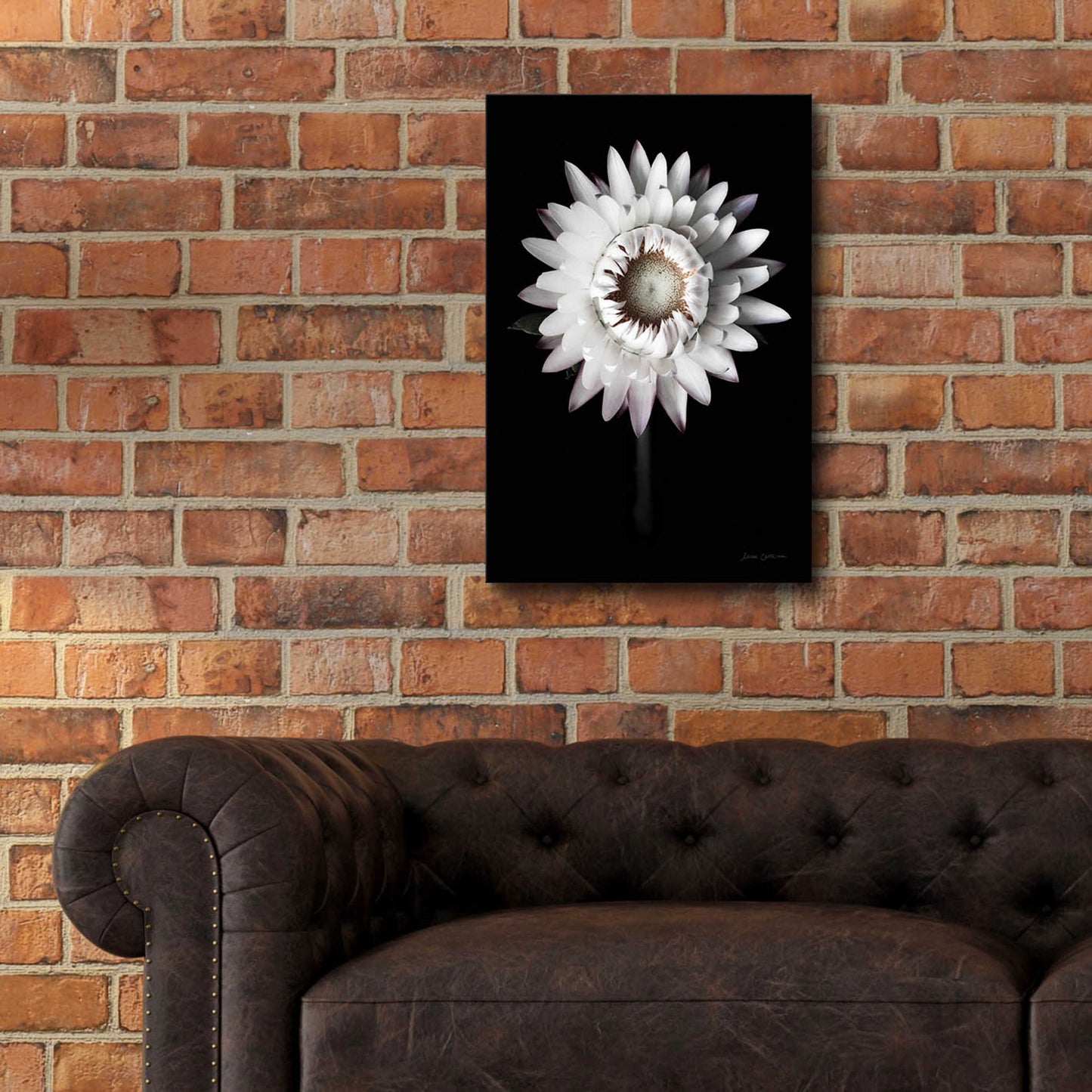 Epic Art 'Dramatic Dahlia' by Elise Catterall, Acrylic Glass Wall Art,16x24