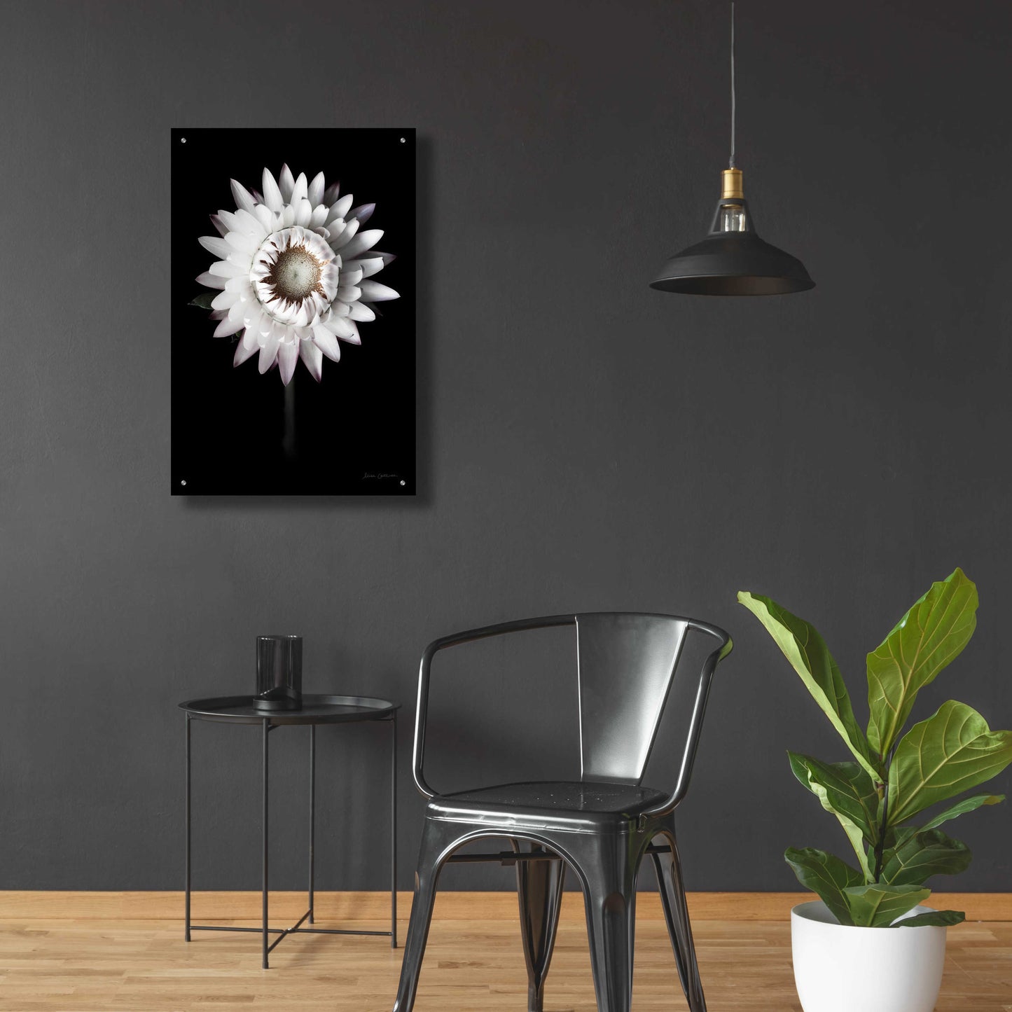 Epic Art 'Dramatic Dahlia' by Elise Catterall, Acrylic Glass Wall Art,24x36