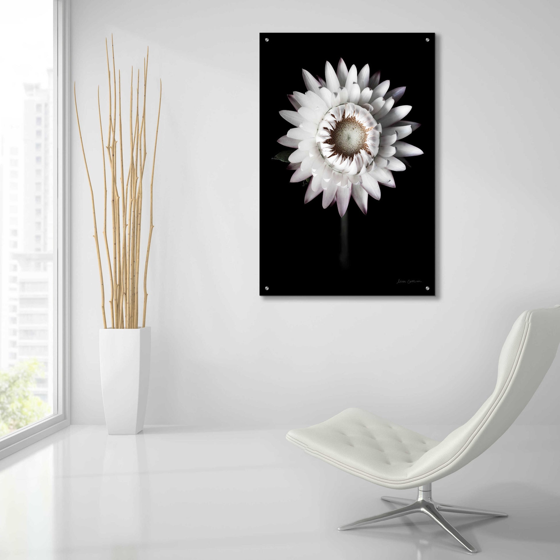 Epic Art 'Dramatic Dahlia' by Elise Catterall, Acrylic Glass Wall Art,24x36