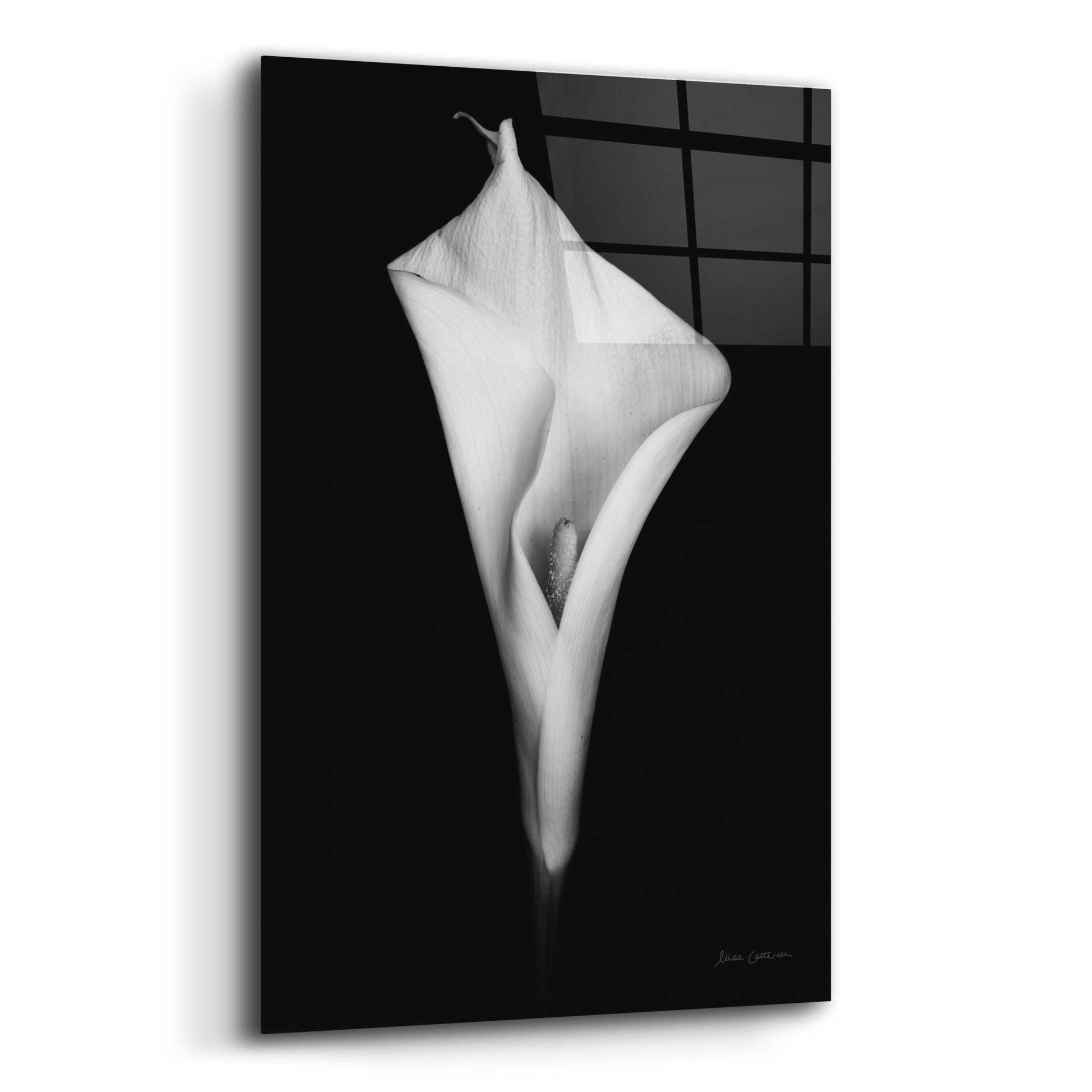 Epic Art 'Elegant Calla I' by Elise Catterall, Acrylic Glass Wall Art,12x16