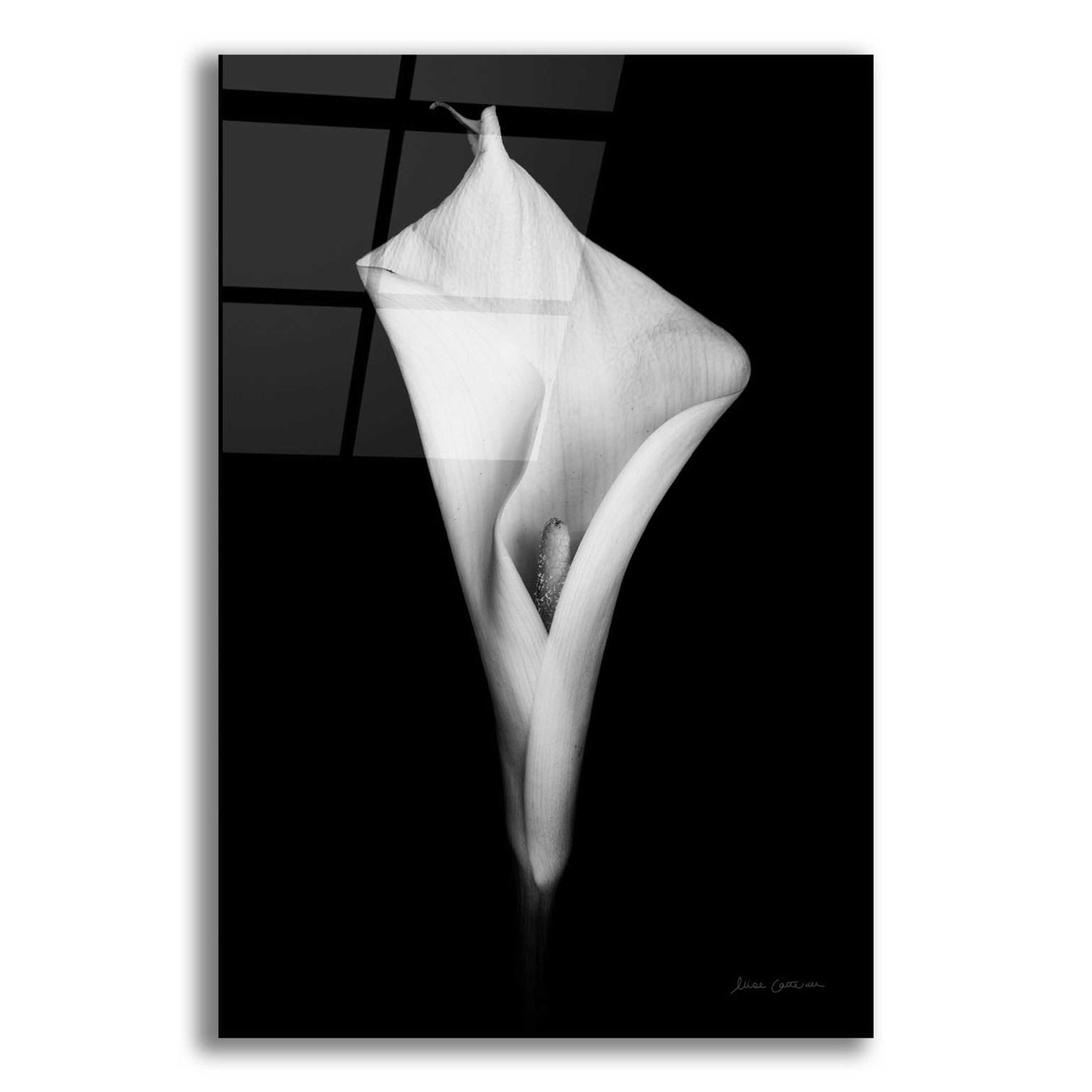 Epic Art 'Elegant Calla I' by Elise Catterall, Acrylic Glass Wall Art,12x16