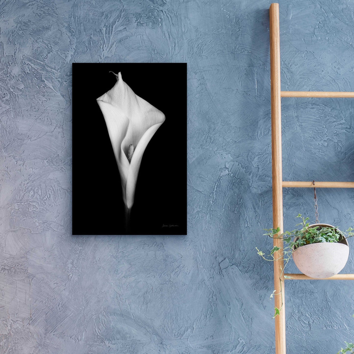 Epic Art 'Elegant Calla I' by Elise Catterall, Acrylic Glass Wall Art,16x24