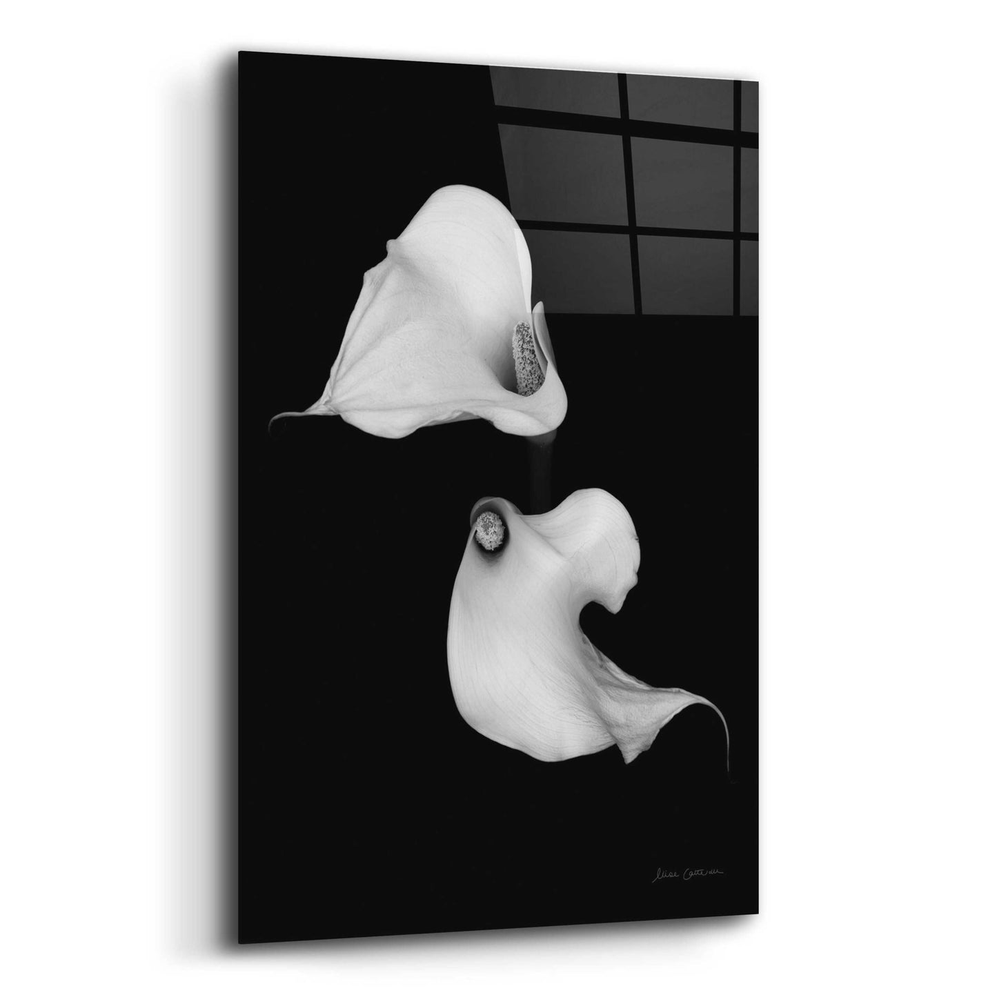 Epic Art 'Elegant Calla II' by Elise Catterall, Acrylic Glass Wall Art,12x16