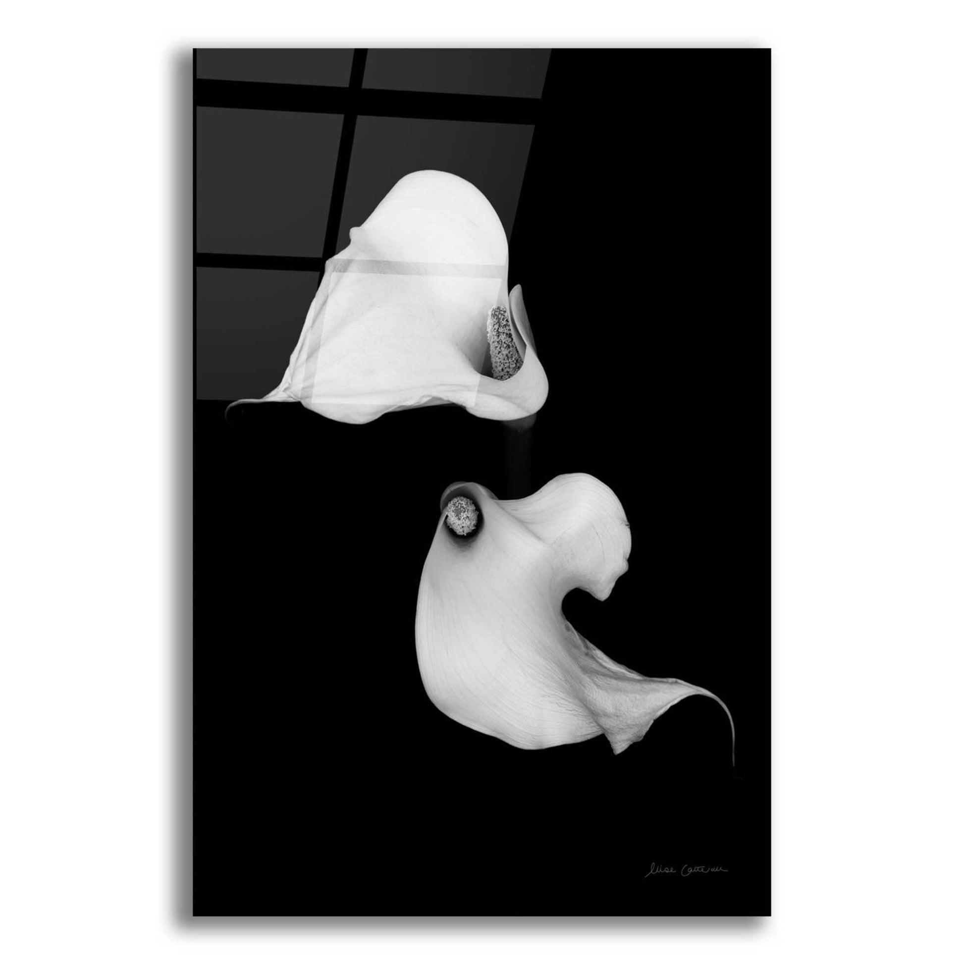 Epic Art 'Elegant Calla II' by Elise Catterall, Acrylic Glass Wall Art,12x16