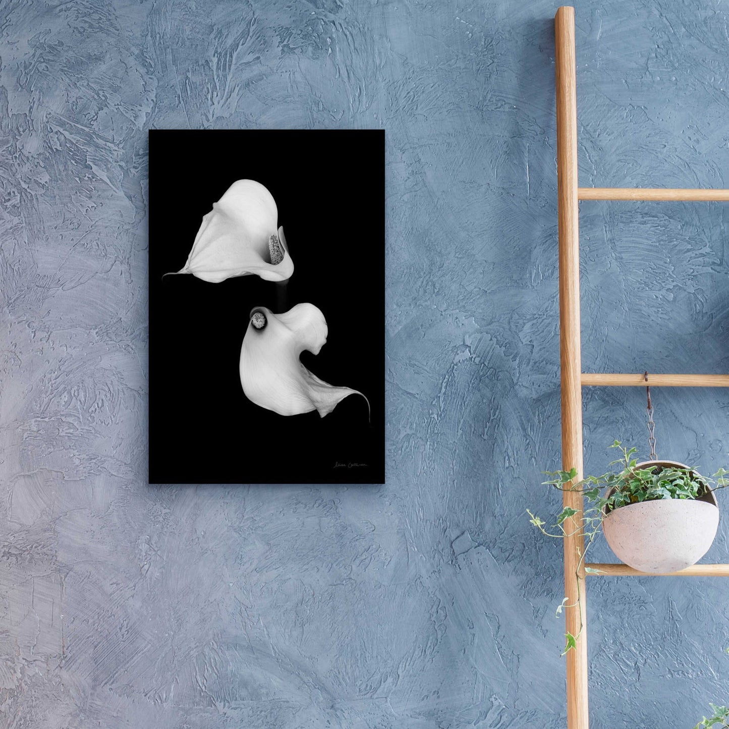 Epic Art 'Elegant Calla II' by Elise Catterall, Acrylic Glass Wall Art,16x24