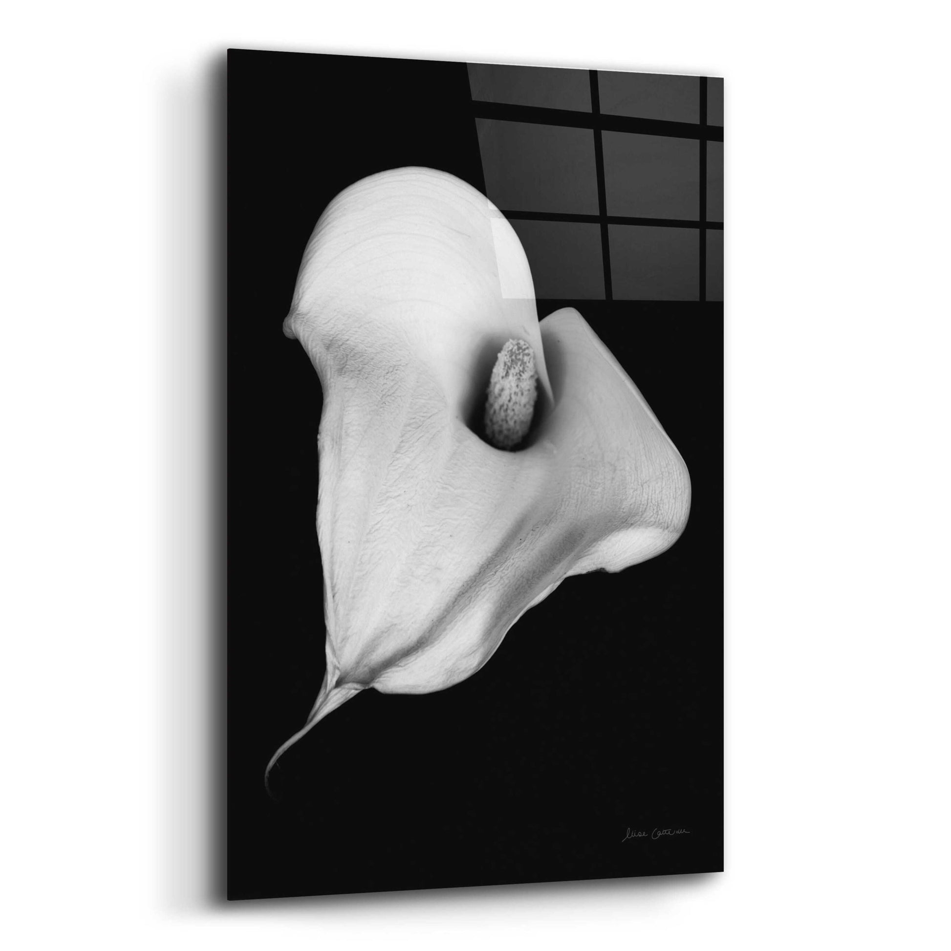 Epic Art 'Elegant Calla III' by Elise Catterall, Acrylic Glass Wall Art,12x16