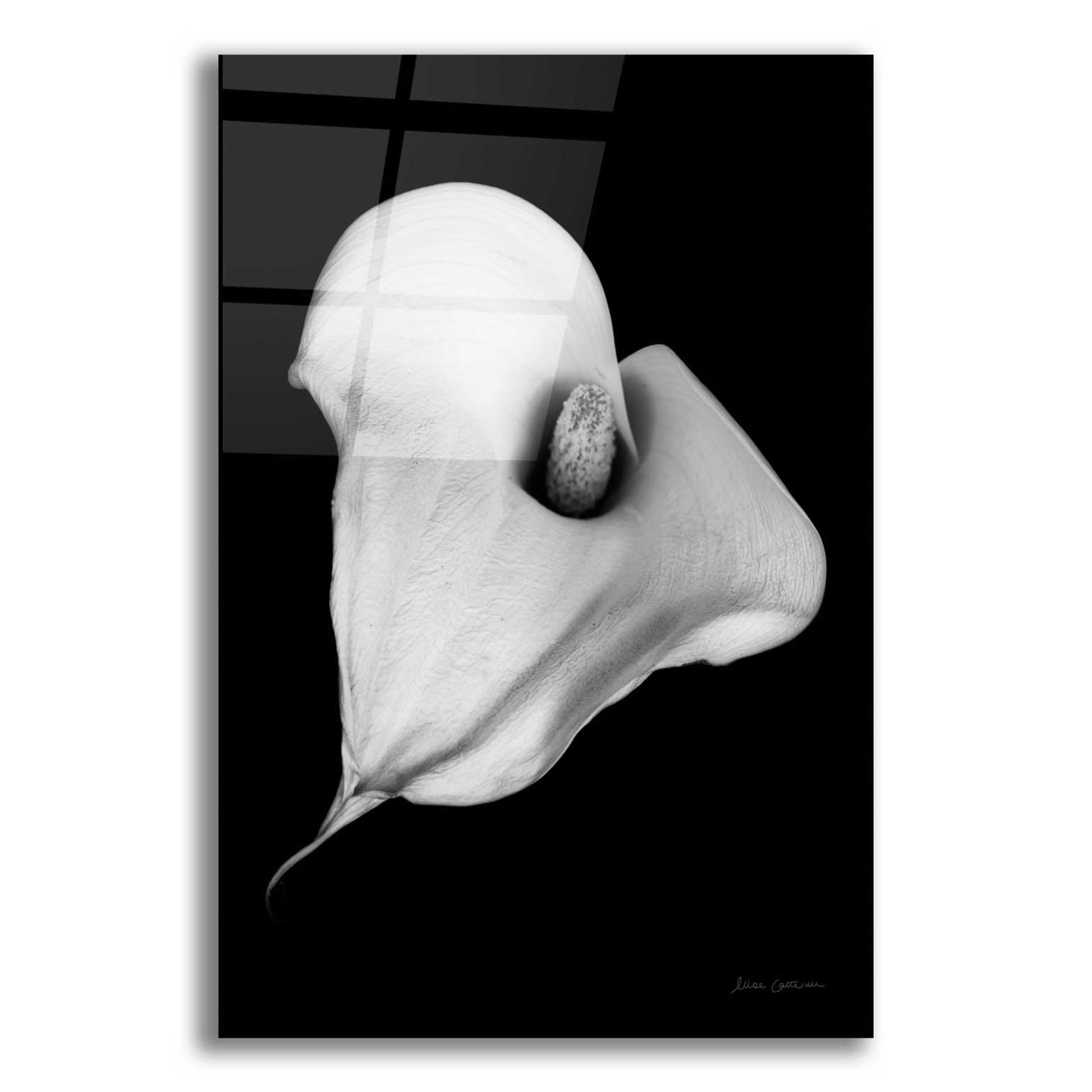 Epic Art 'Elegant Calla III' by Elise Catterall, Acrylic Glass Wall Art,12x16