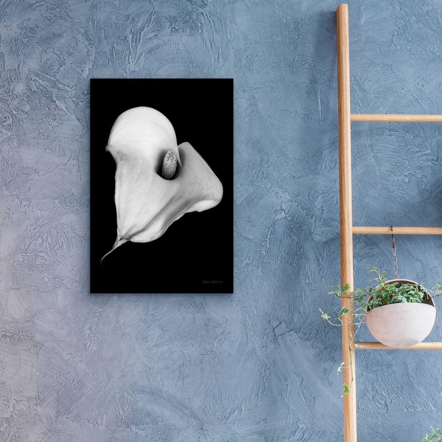 Epic Art 'Elegant Calla III' by Elise Catterall, Acrylic Glass Wall Art,16x24