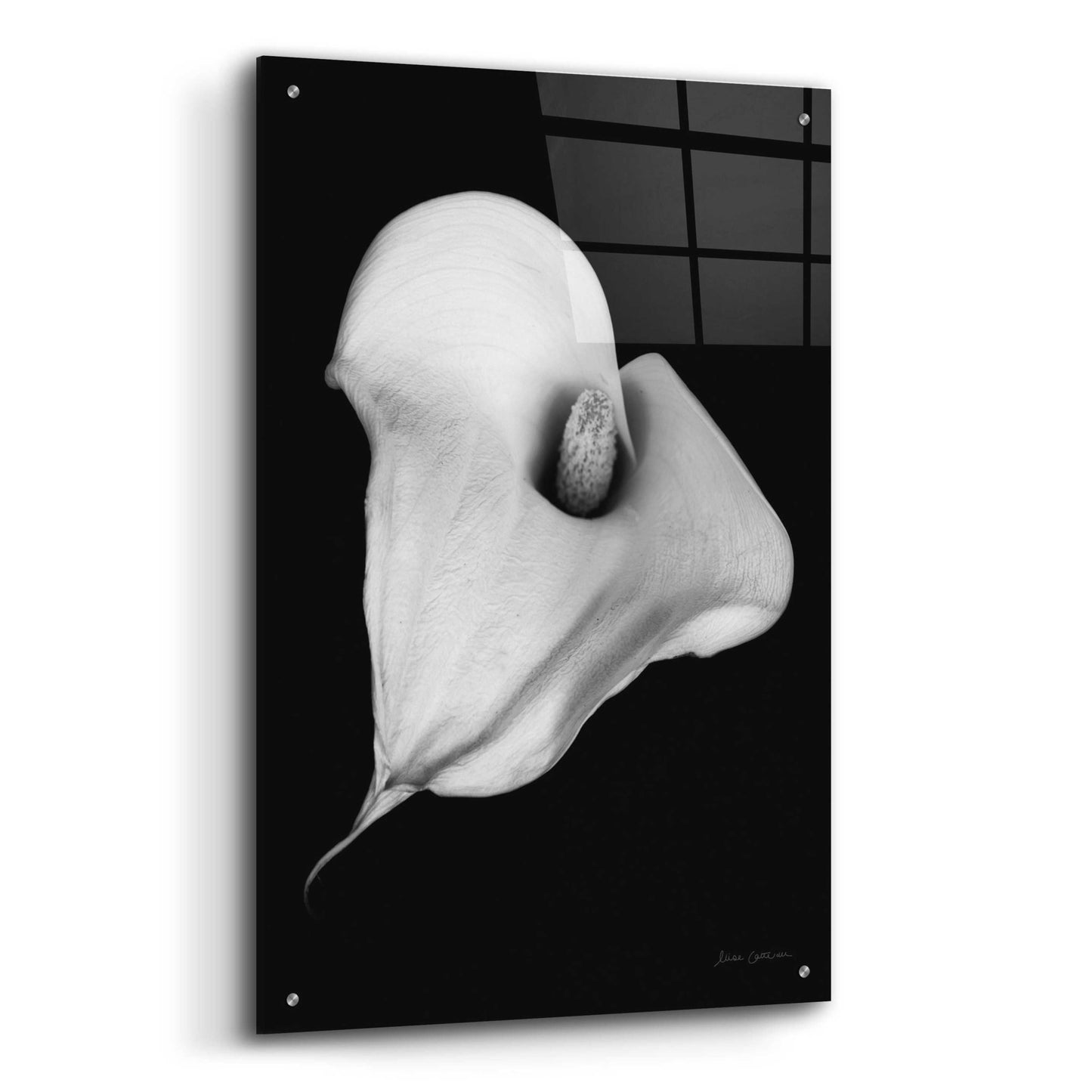 Epic Art 'Elegant Calla III' by Elise Catterall, Acrylic Glass Wall Art,24x36