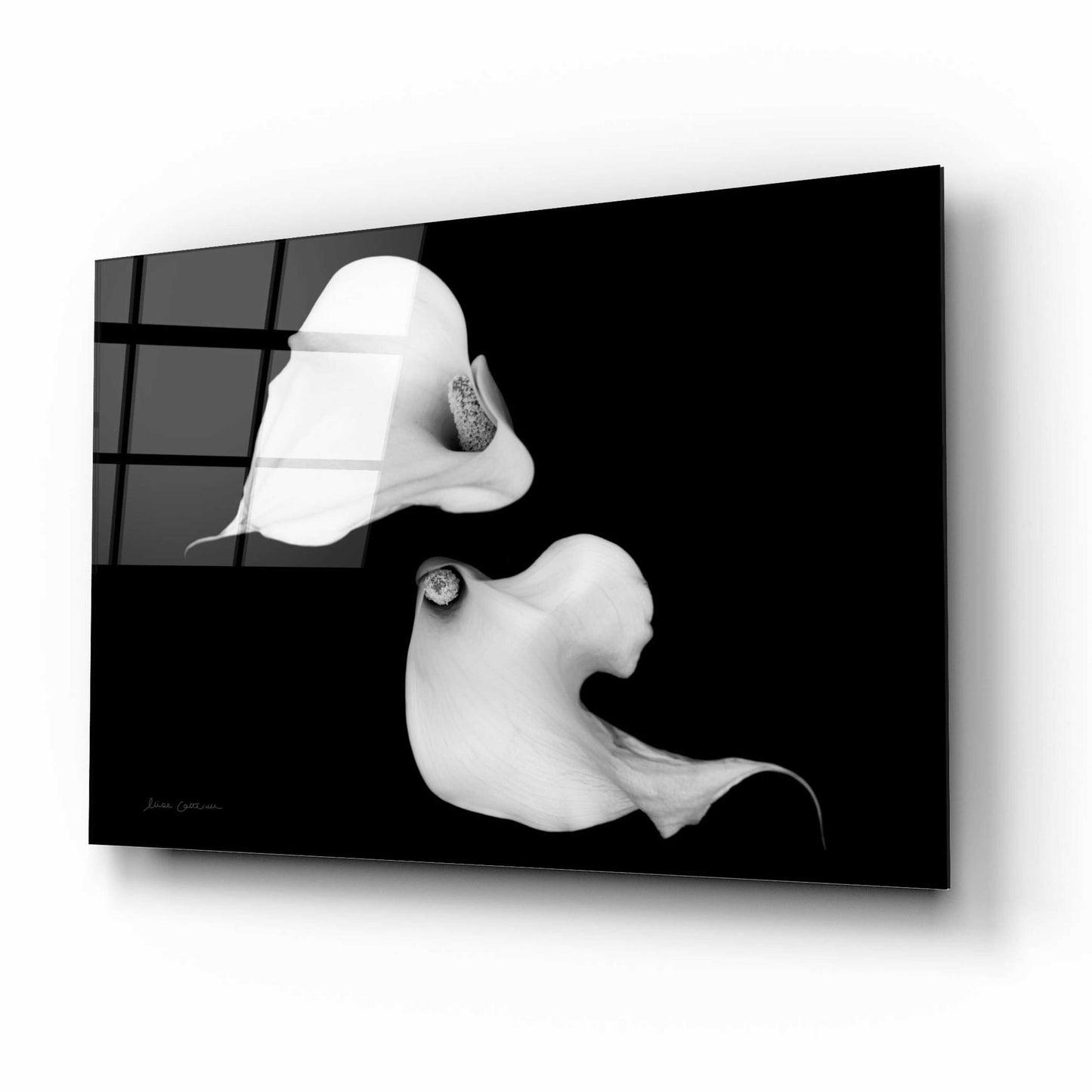 Epic Art 'Elegant Calla IV' by Elise Catterall, Acrylic Glass Wall Art,16x12