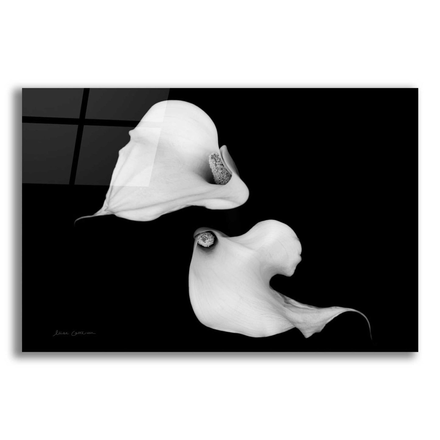 Epic Art 'Elegant Calla IV' by Elise Catterall, Acrylic Glass Wall Art,16x12