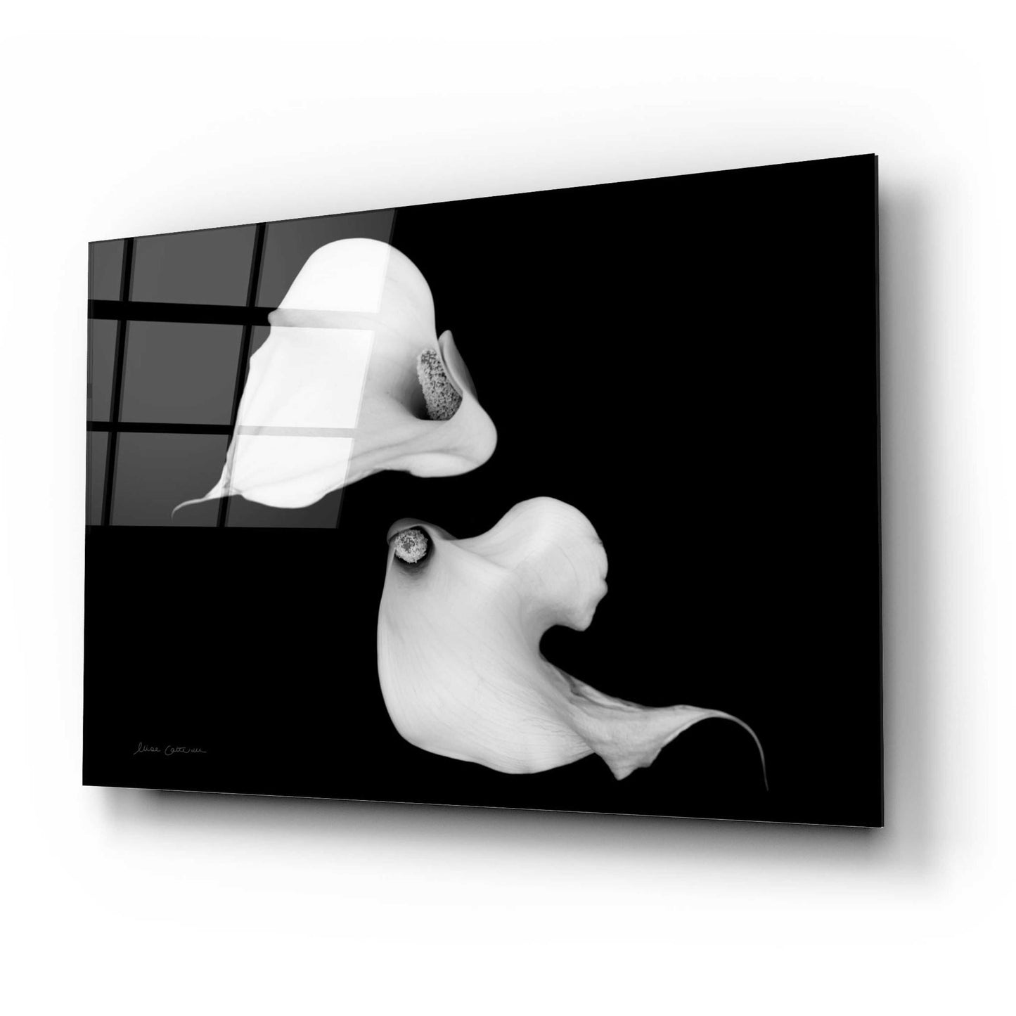 Epic Art 'Elegant Calla IV' by Elise Catterall, Acrylic Glass Wall Art,24x16