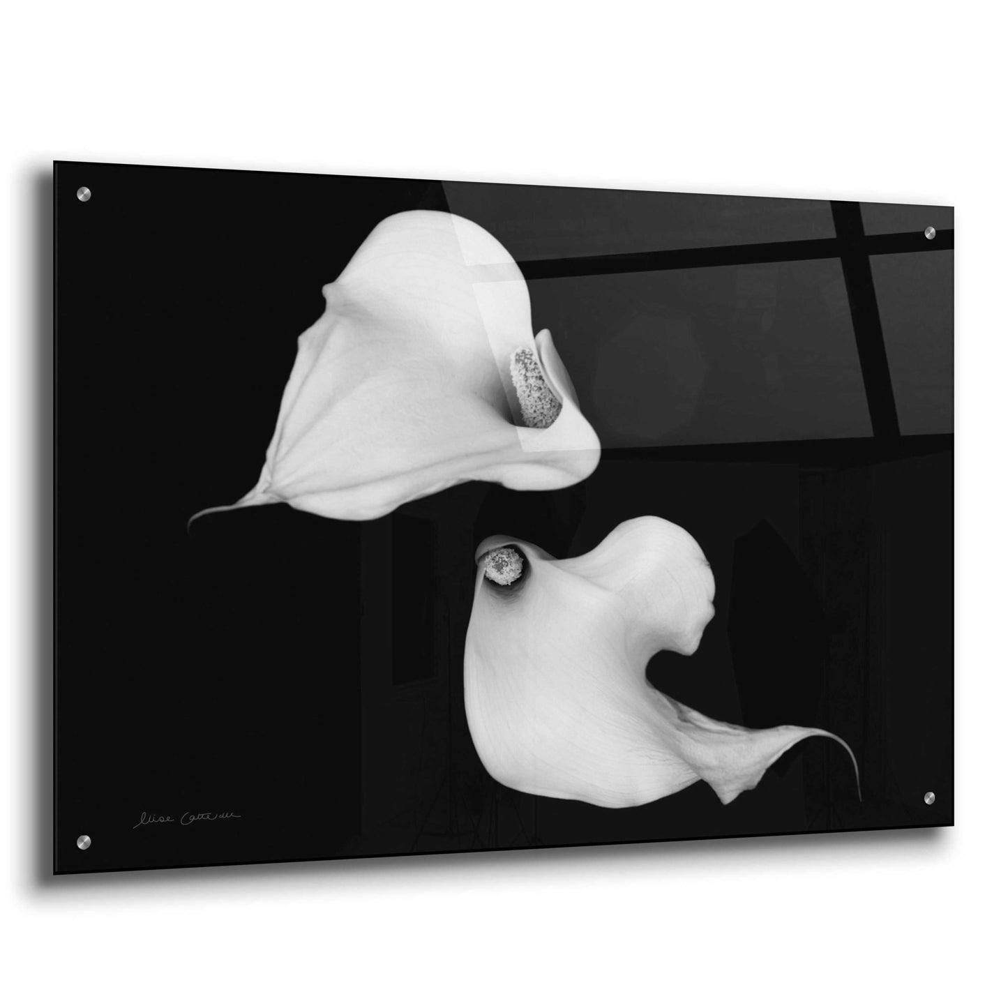 Epic Art 'Elegant Calla IV' by Elise Catterall, Acrylic Glass Wall Art,36x24