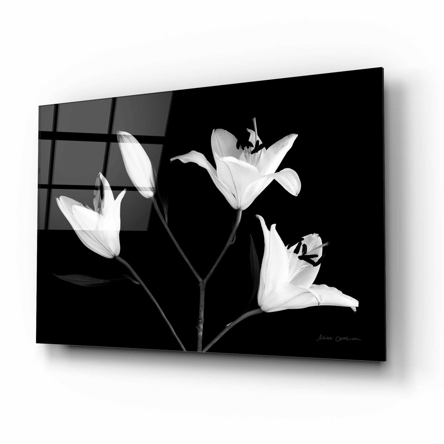 Epic Art 'Spray of Lilies' by Elise Catterall, Acrylic Glass Wall Art,16x12