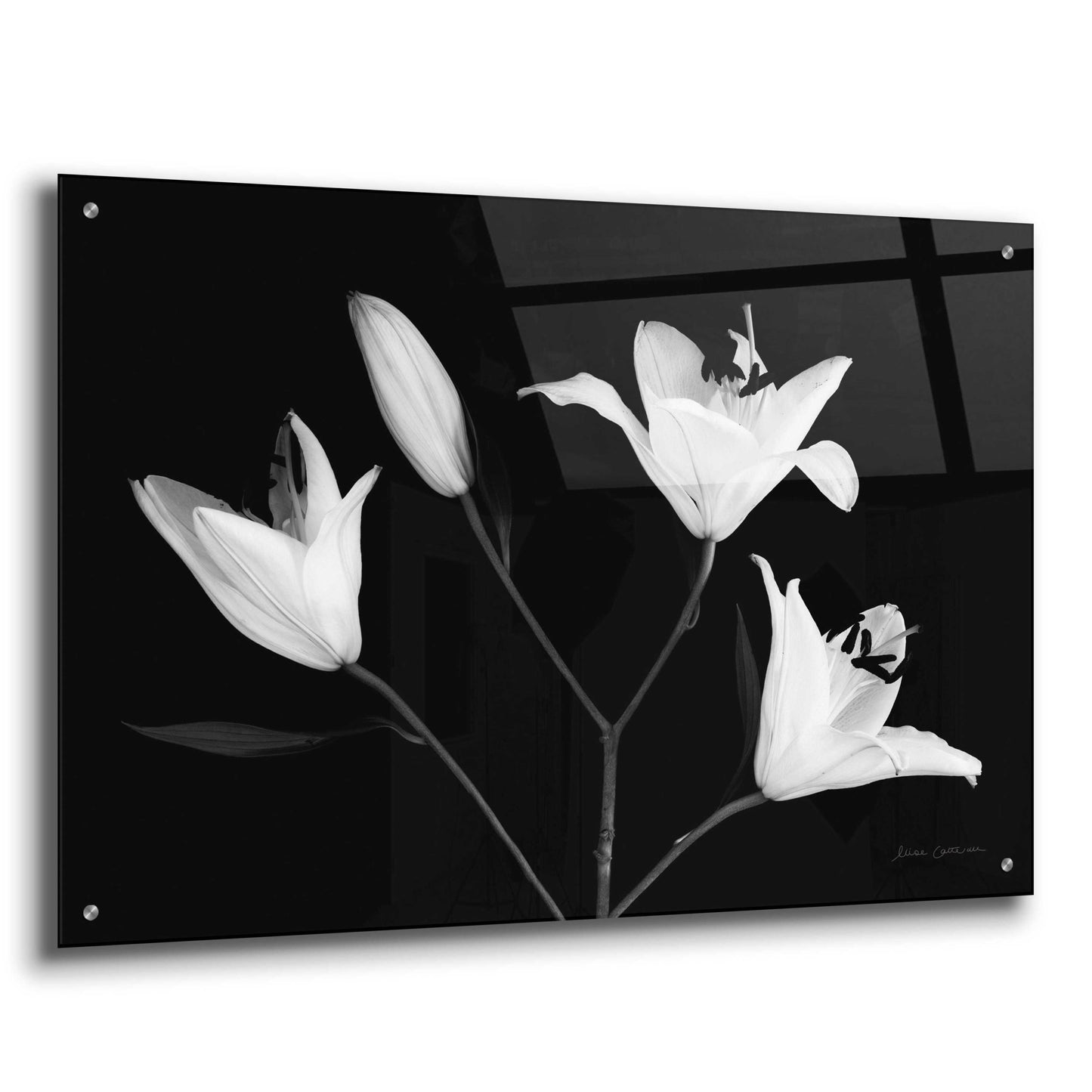 Epic Art 'Spray of Lilies' by Elise Catterall, Acrylic Glass Wall Art,36x24