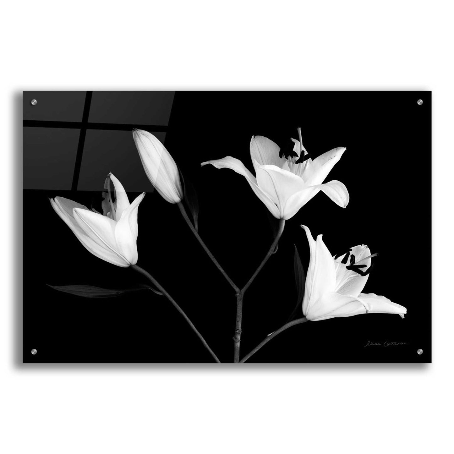 Epic Art 'Spray of Lilies' by Elise Catterall, Acrylic Glass Wall Art,36x24