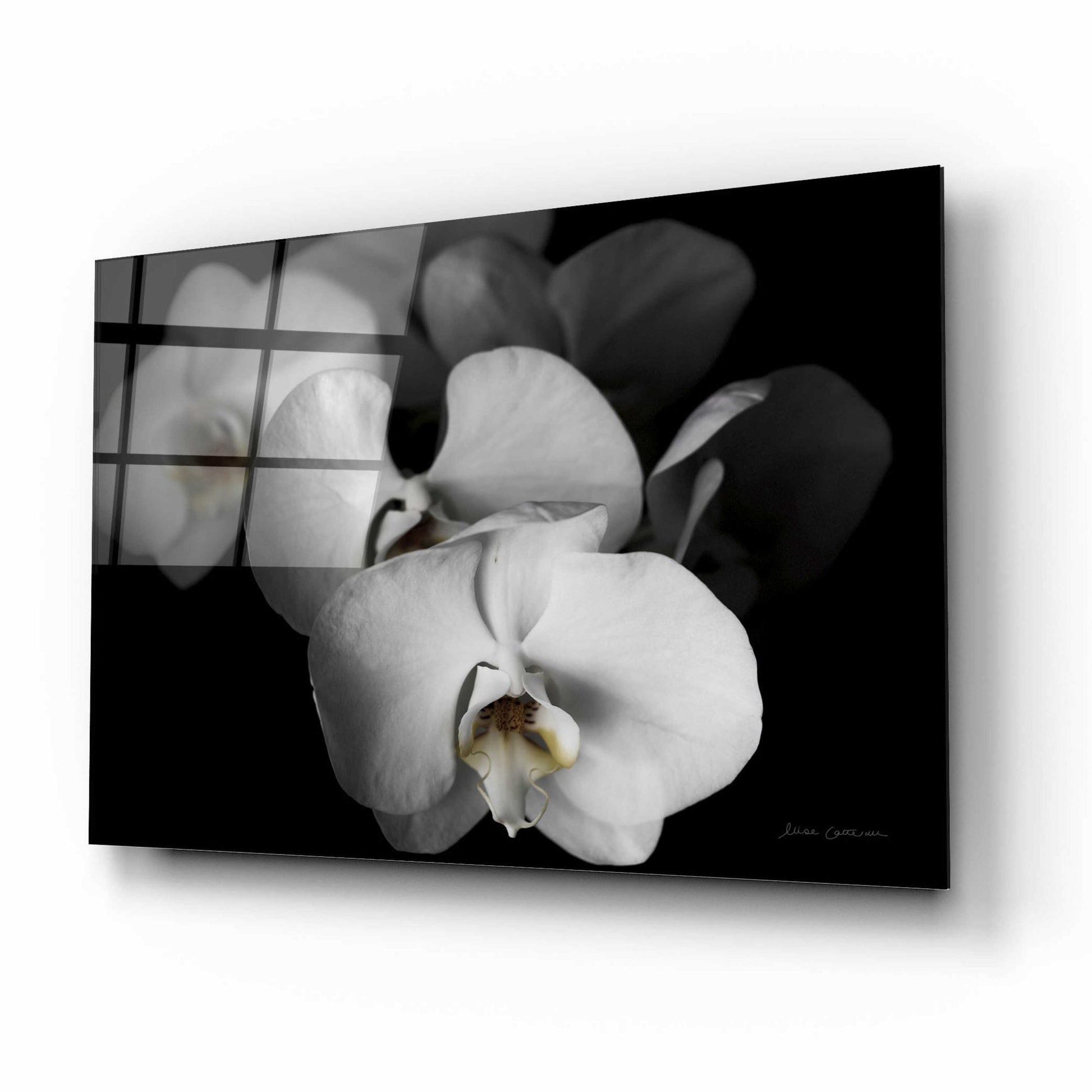 Epic Art 'White Orchid I' by Elise Catterall, Acrylic Glass Wall Art,16x12