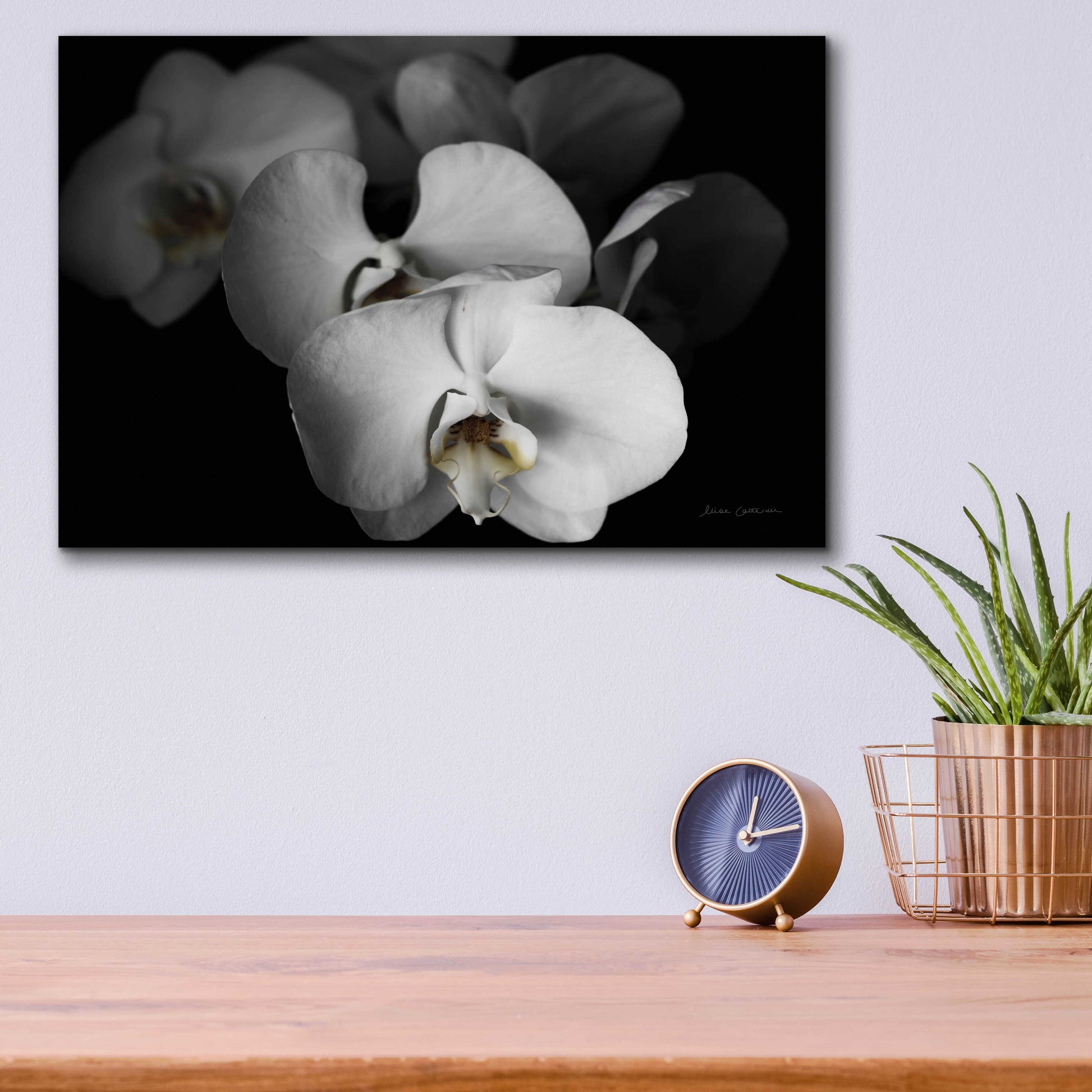 Epic Art 'White Orchid I' by Elise Catterall, Acrylic Glass Wall Art,16x12