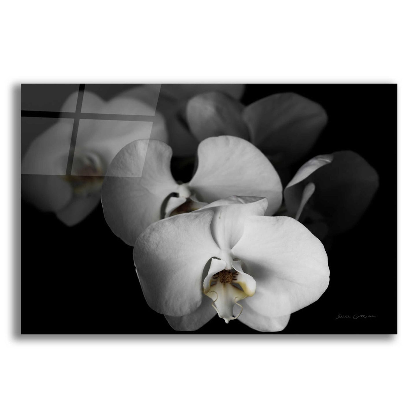 Epic Art 'White Orchid I' by Elise Catterall, Acrylic Glass Wall Art,16x12