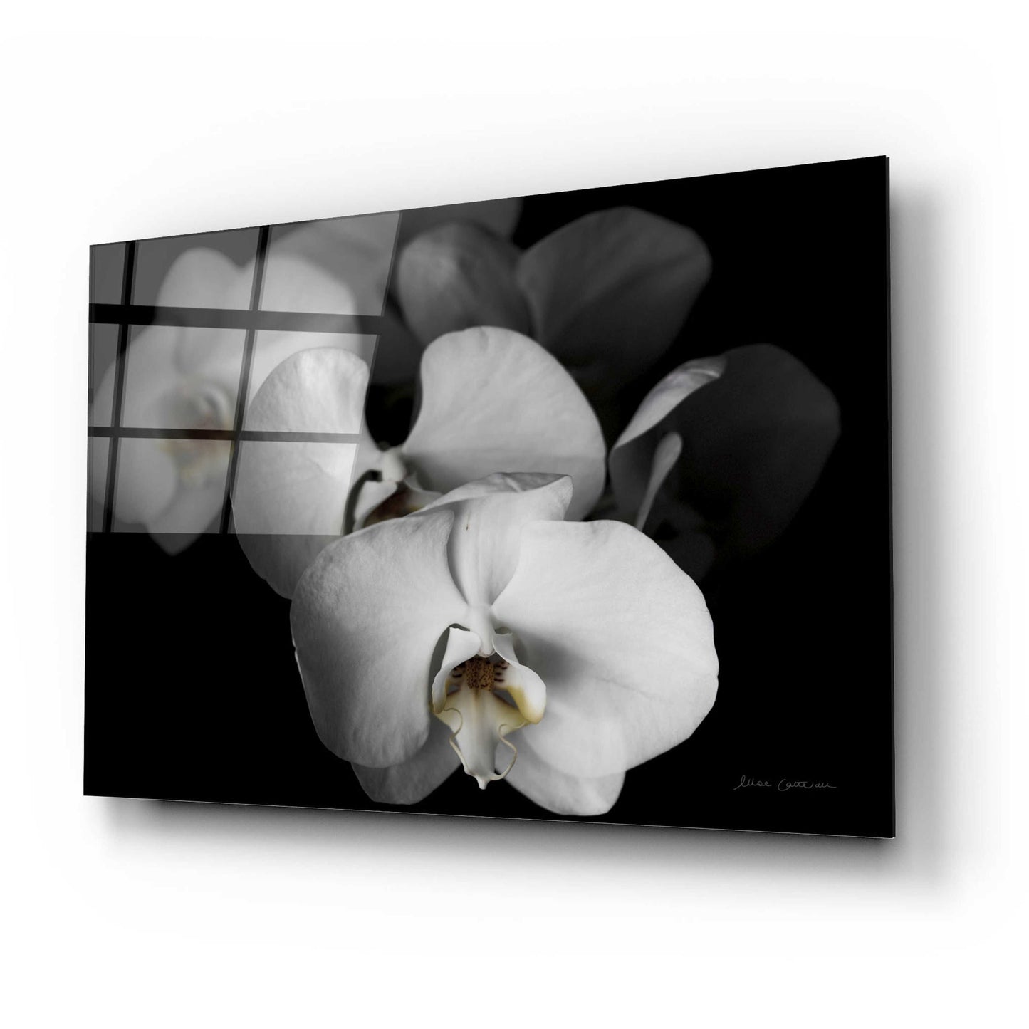 Epic Art 'White Orchid I' by Elise Catterall, Acrylic Glass Wall Art,24x16