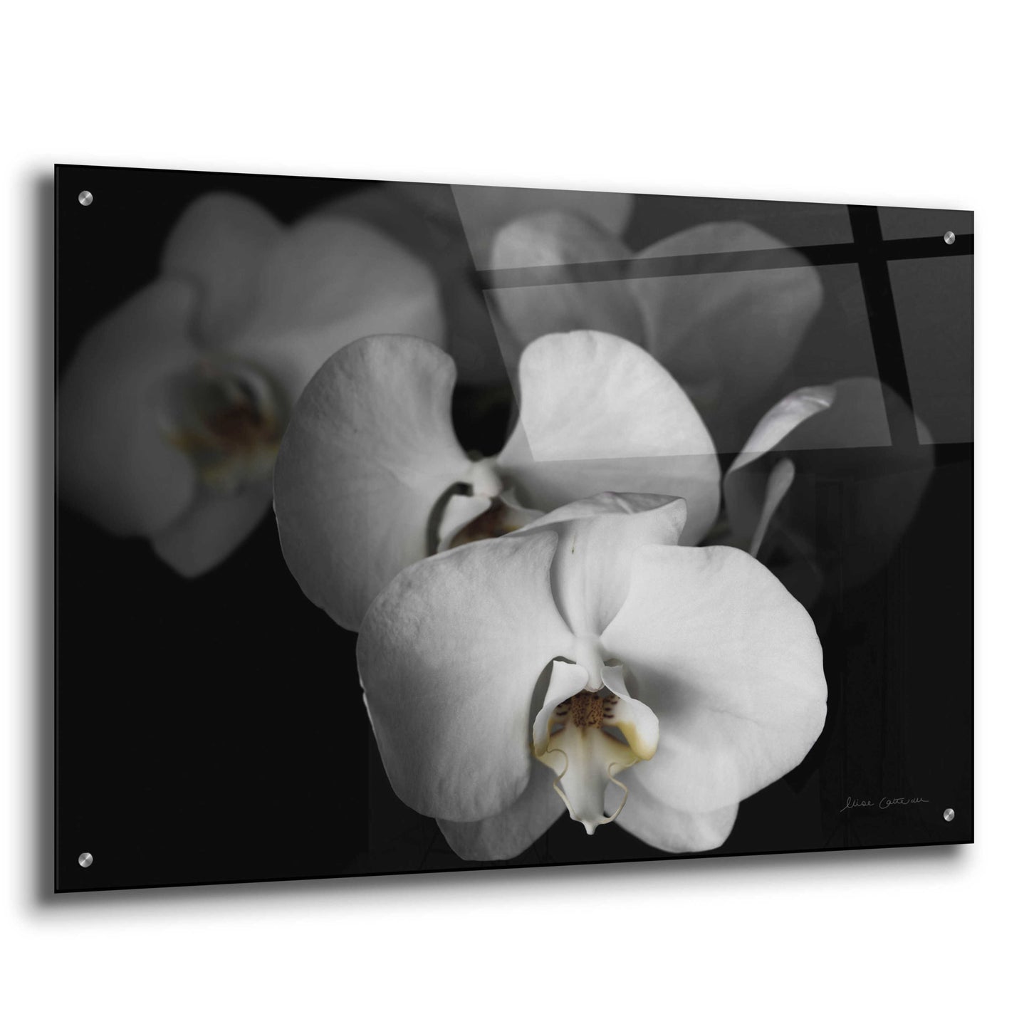 Epic Art 'White Orchid I' by Elise Catterall, Acrylic Glass Wall Art,36x24