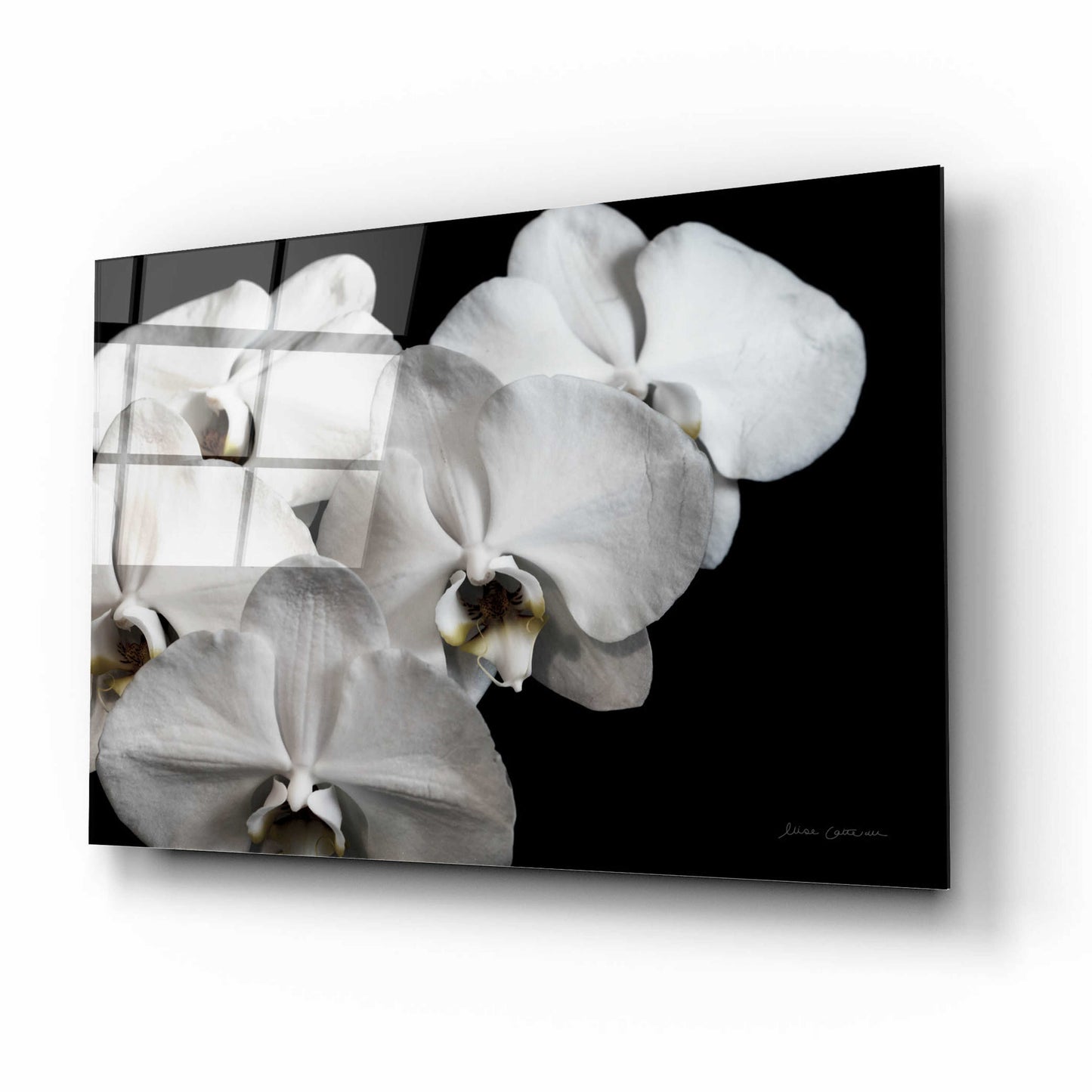 Epic Art 'White Orchid II' by Elise Catterall, Acrylic Glass Wall Art,16x12