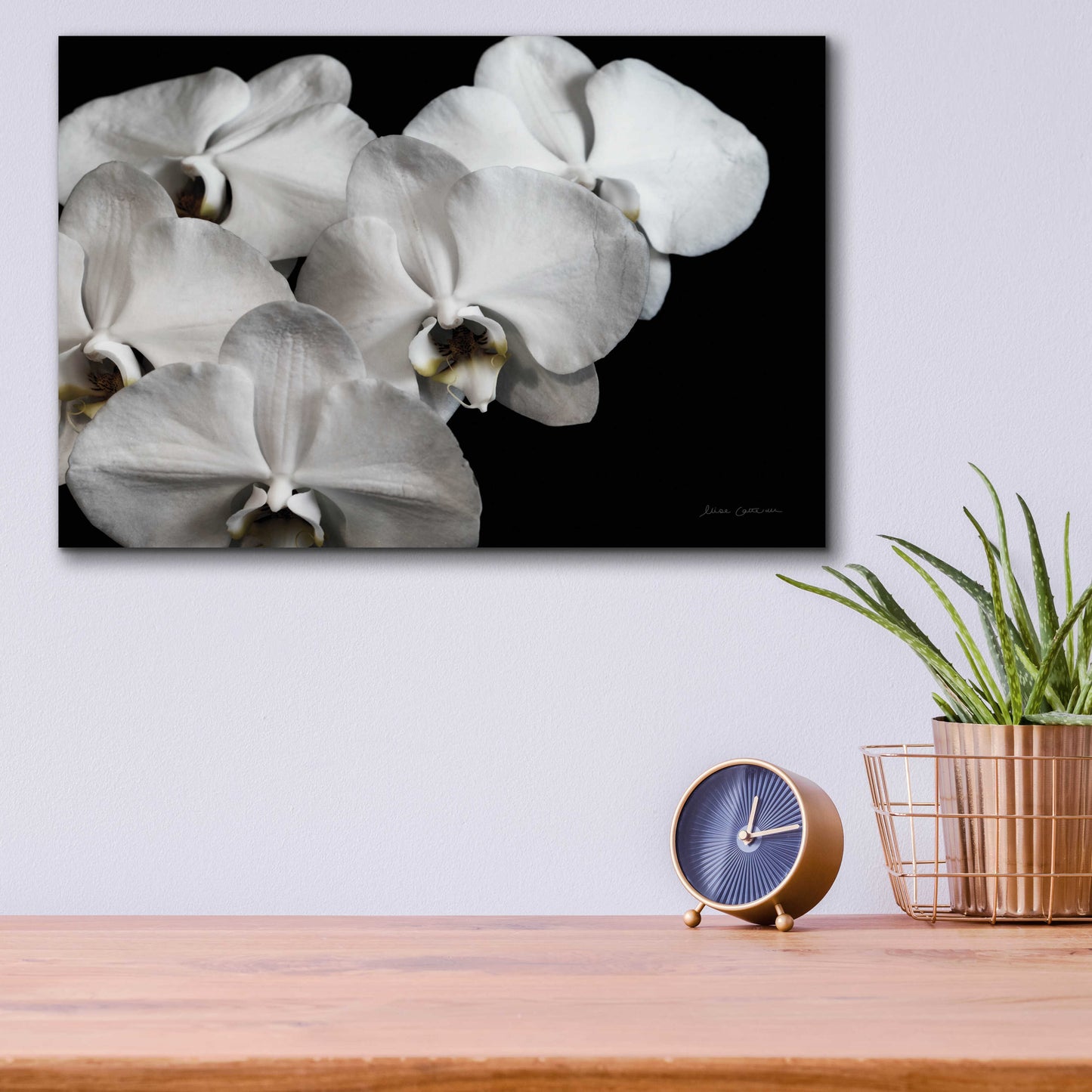 Epic Art 'White Orchid II' by Elise Catterall, Acrylic Glass Wall Art,16x12