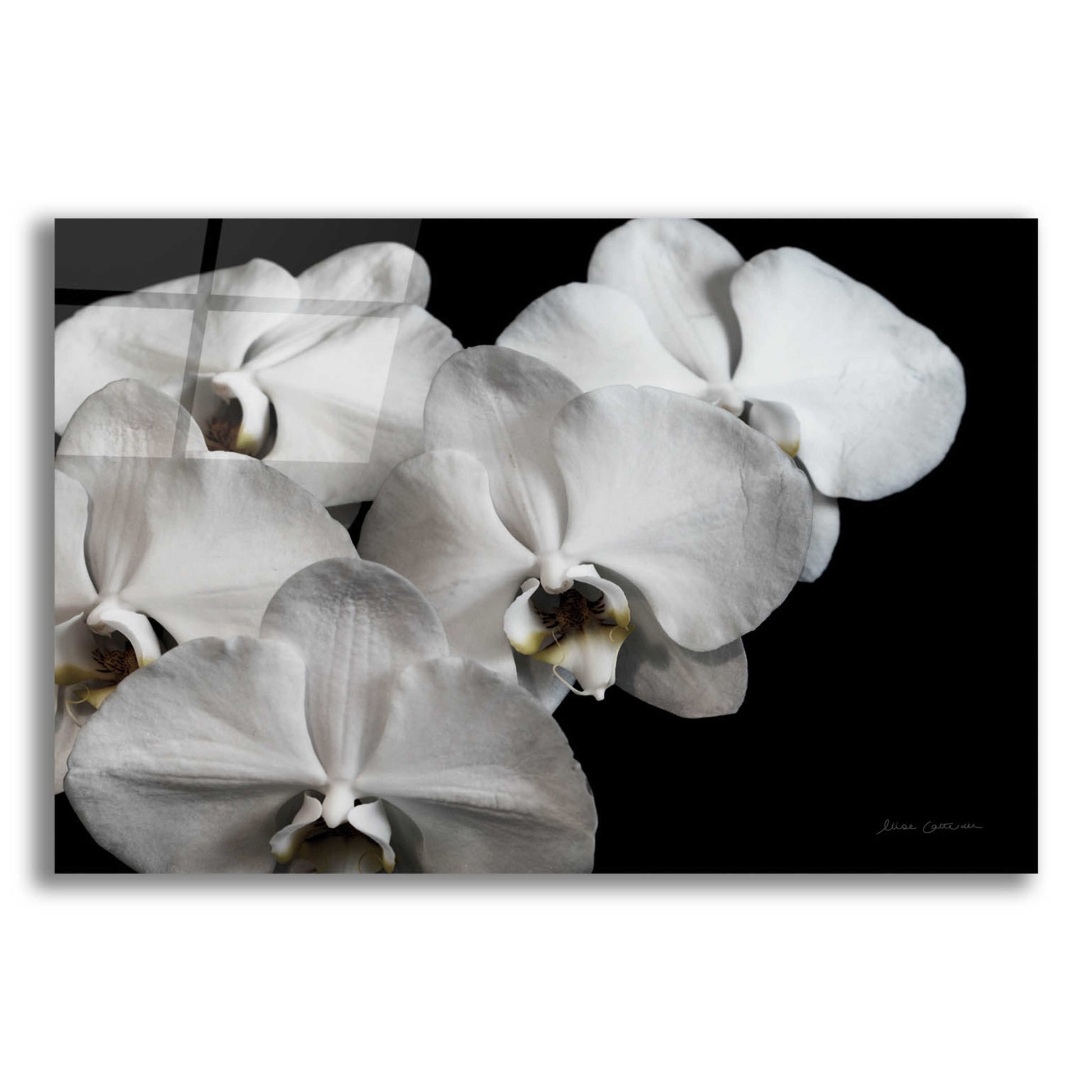 Epic Art 'White Orchid II' by Elise Catterall, Acrylic Glass Wall Art,16x12