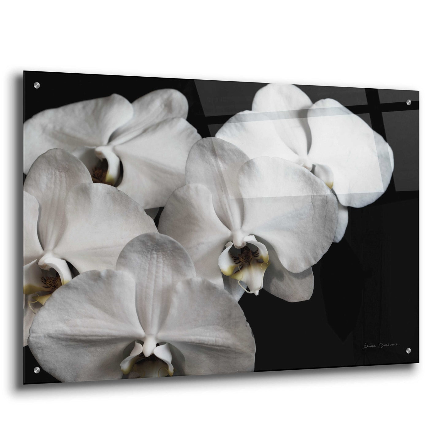 Epic Art 'White Orchid II' by Elise Catterall, Acrylic Glass Wall Art,36x24