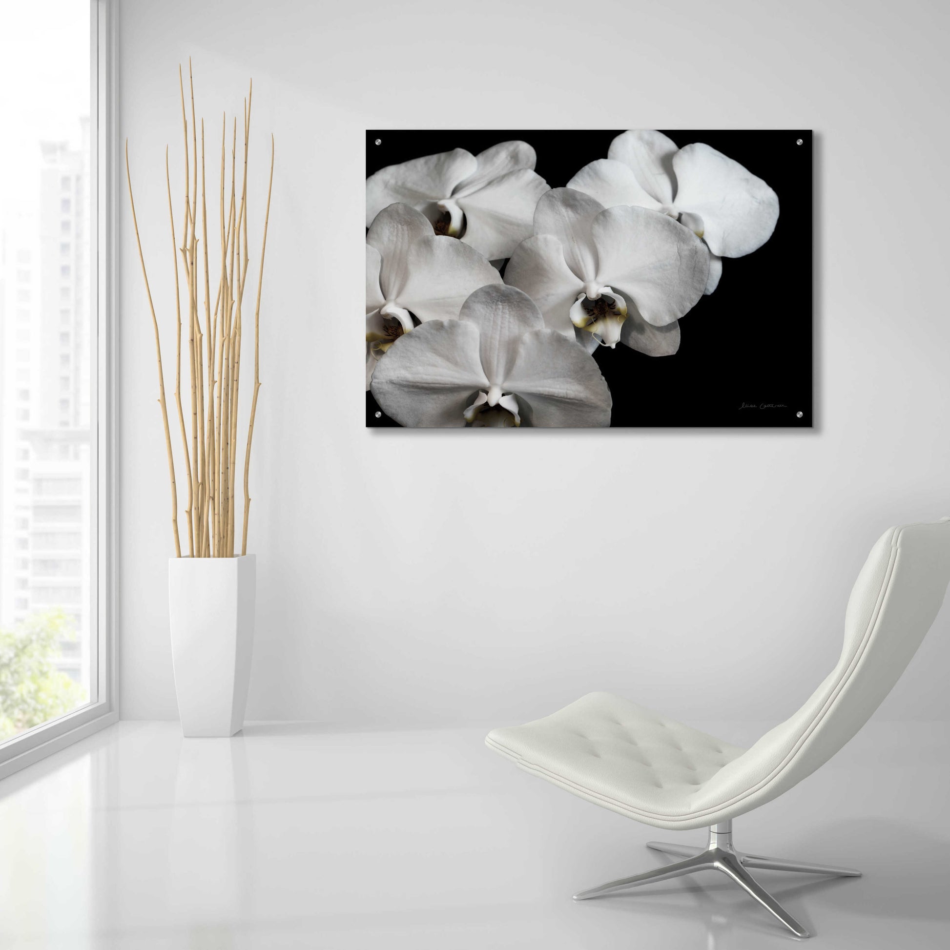 Epic Art 'White Orchid II' by Elise Catterall, Acrylic Glass Wall Art,36x24