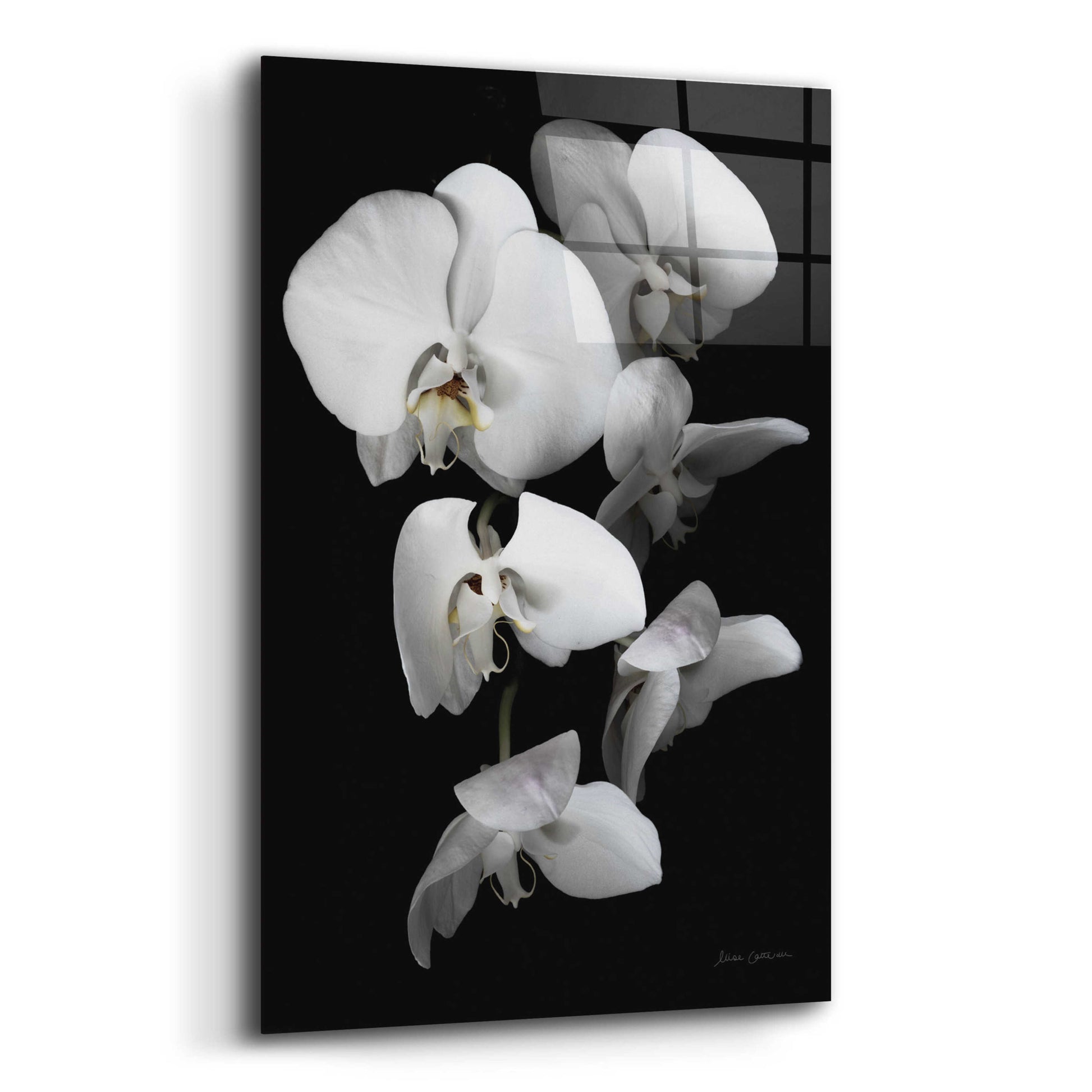 Epic Art 'White Orchid III' by Elise Catterall, Acrylic Glass Wall Art,12x16